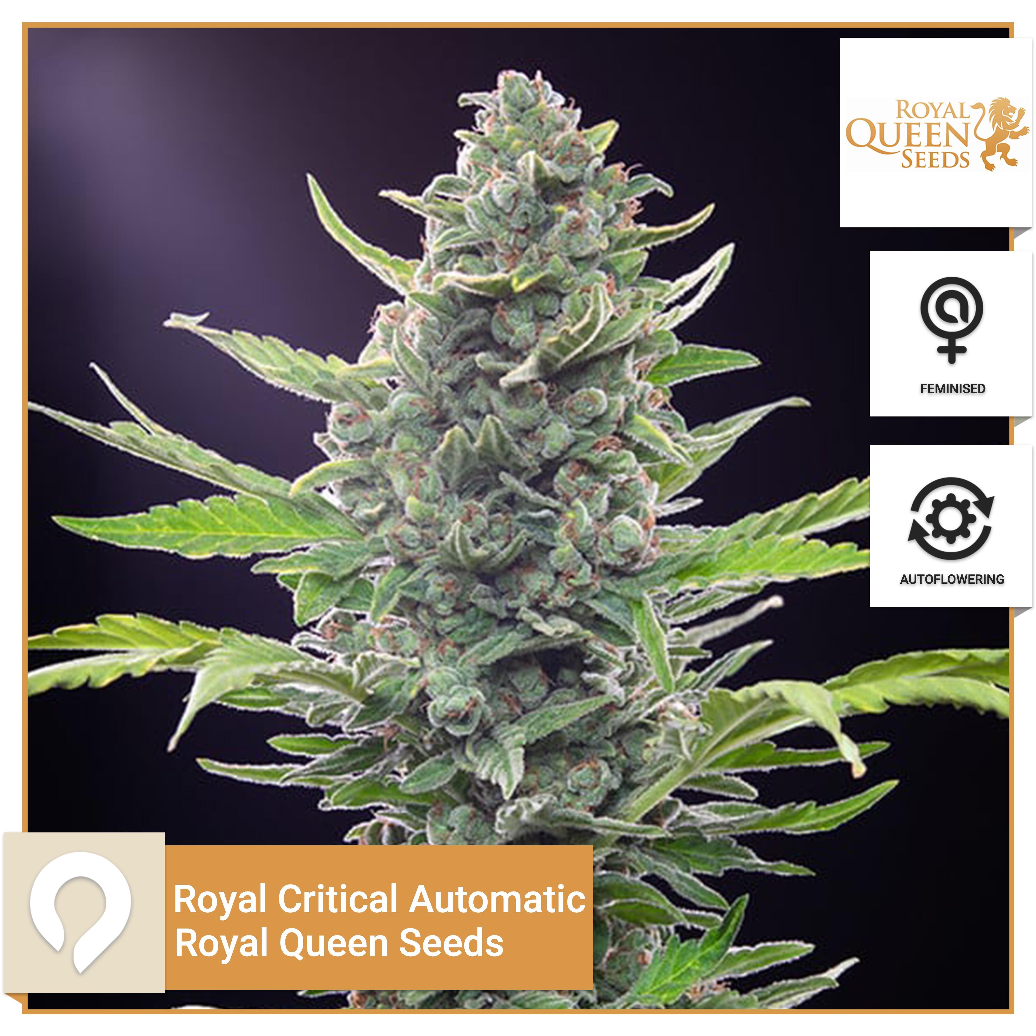 Royal Critical Automatic Royal Queen Seeds Feminised Seeds Kazam Seeds