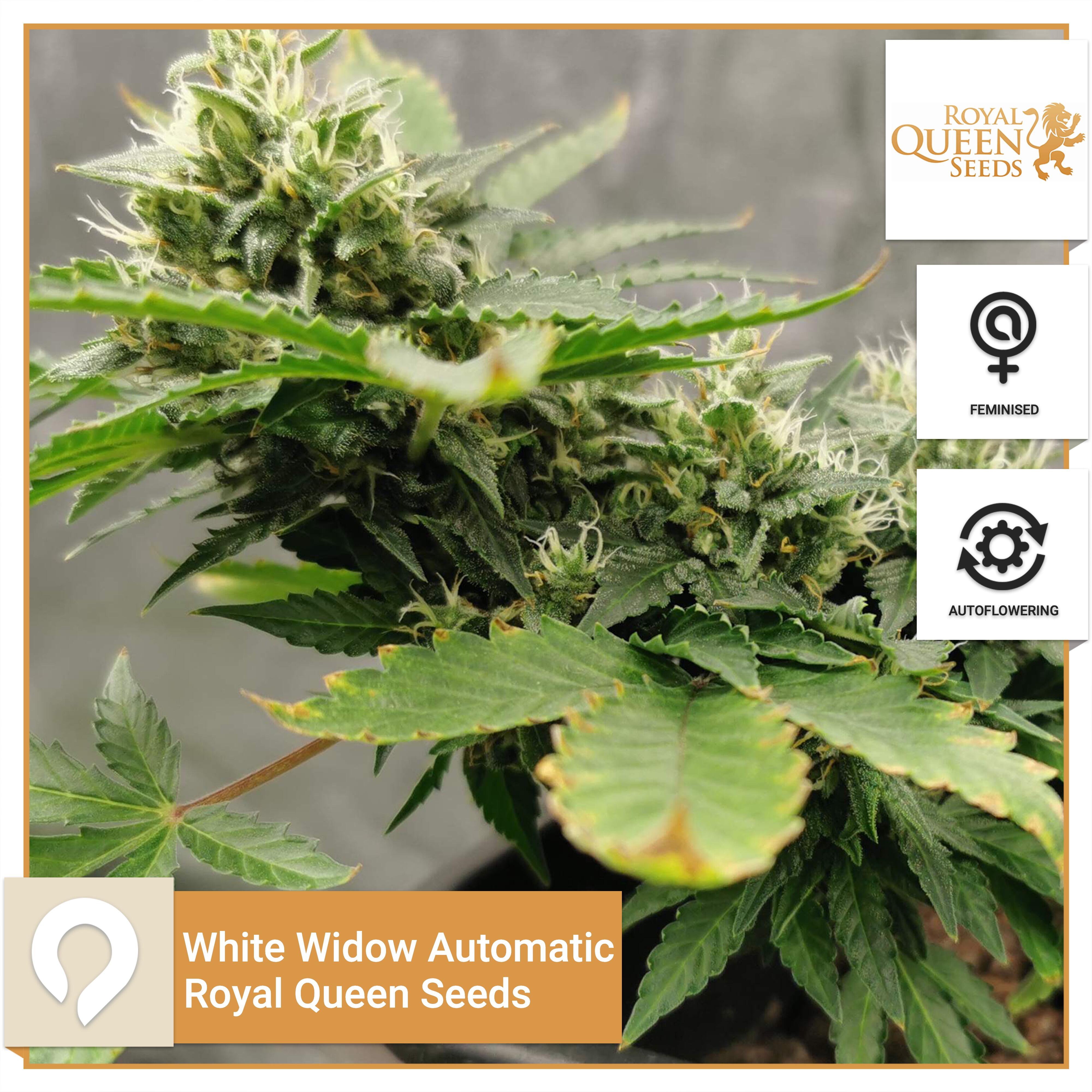 White Widow Automatic Royal Queen Seeds Feminised Seeds Kazam Seeds