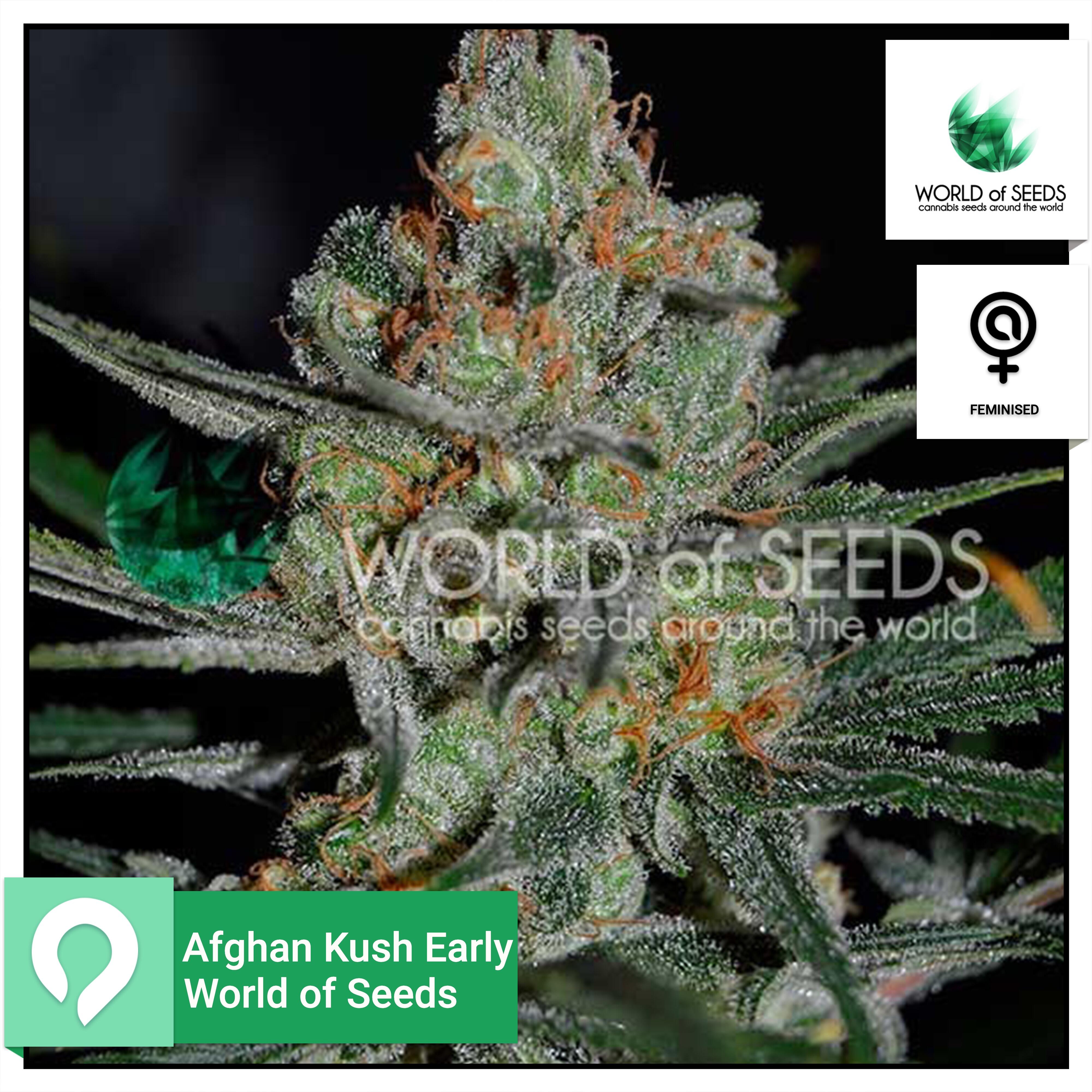 Afghan Kush Early - World of Seeds - Feminised Seeds | Kazam Seeds