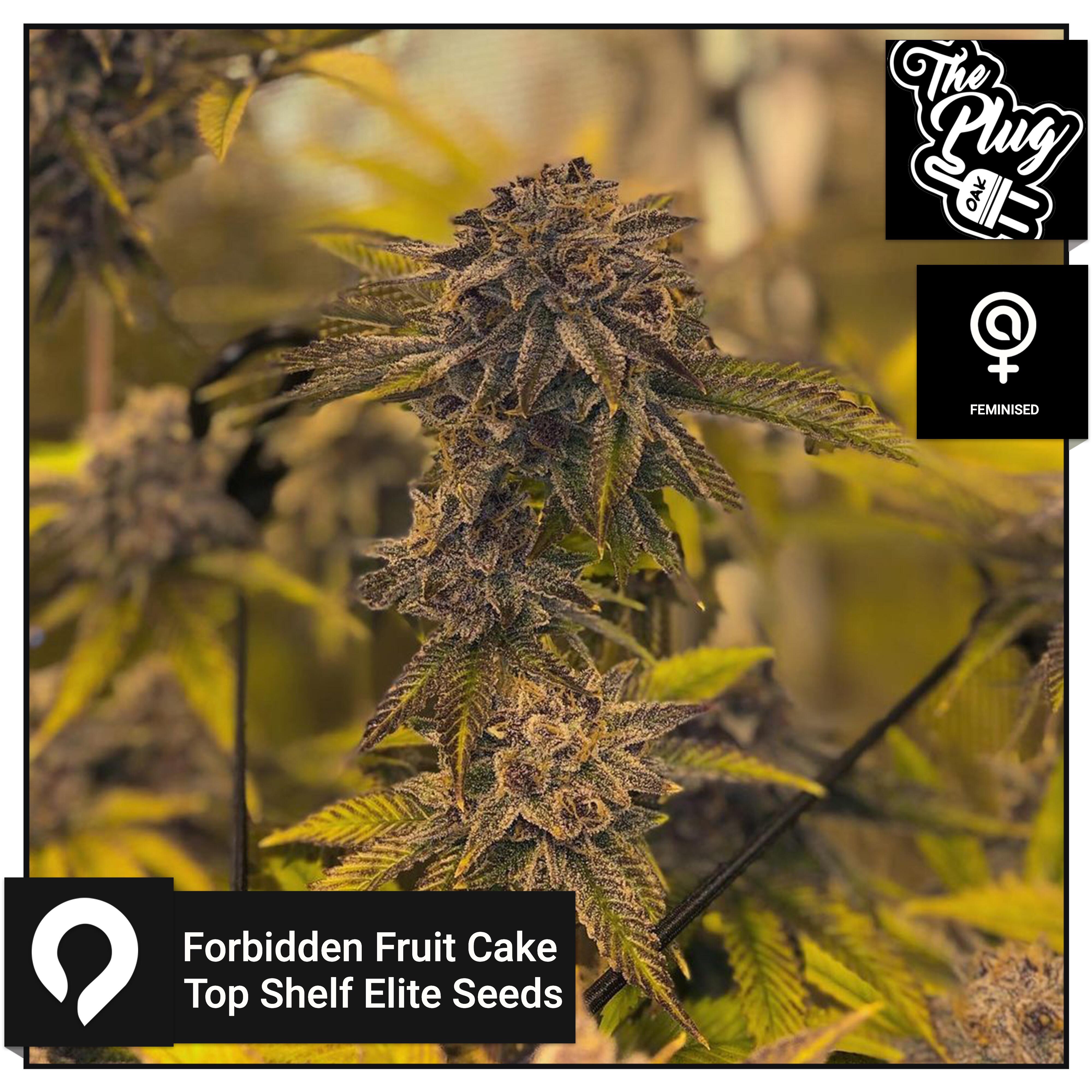 Forbidden Fruit Cake The Plug Seedbank Feminised Seeds Kazam Seeds