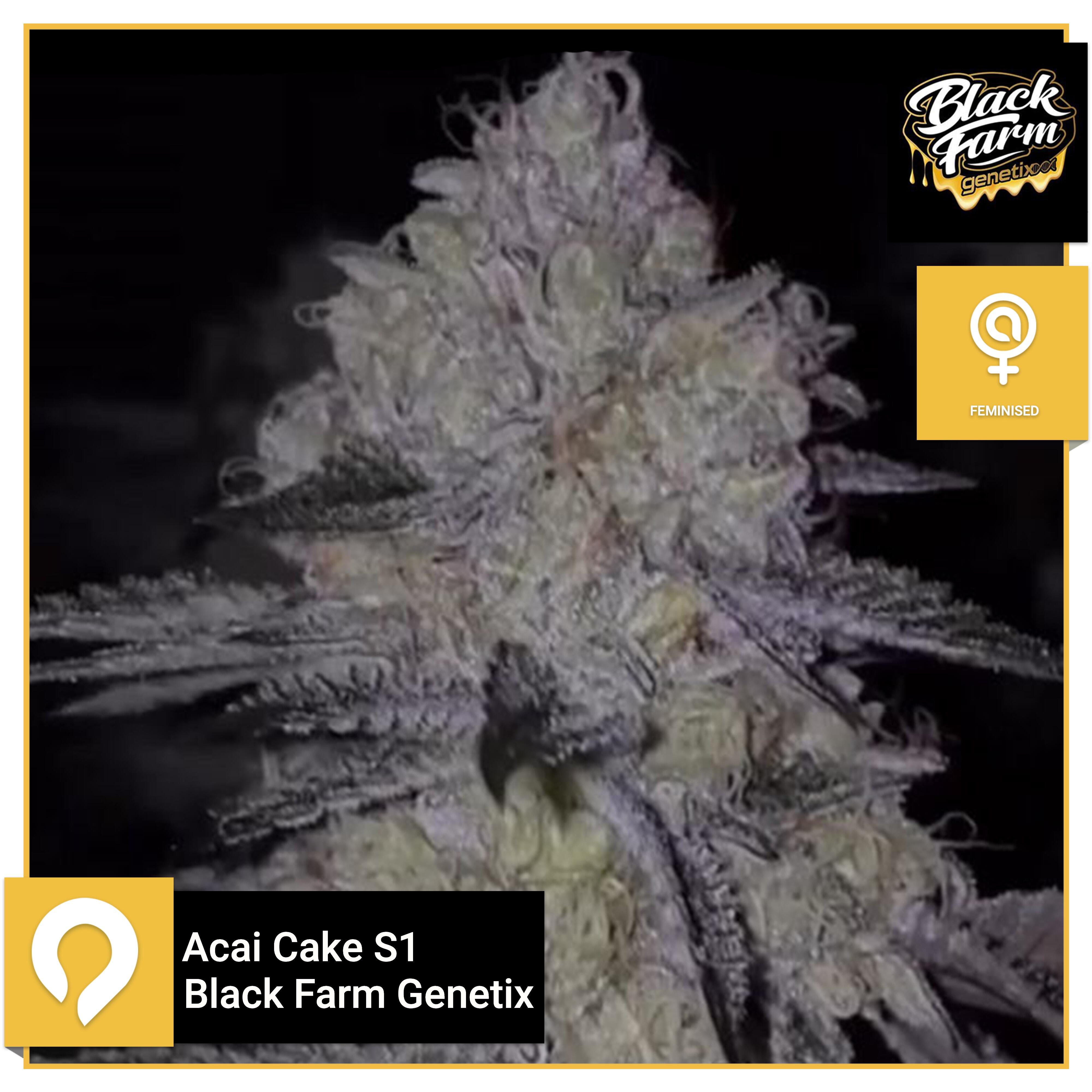 Acai Cake S1 Black Farm Feminised Seeds Kazam Seeds
