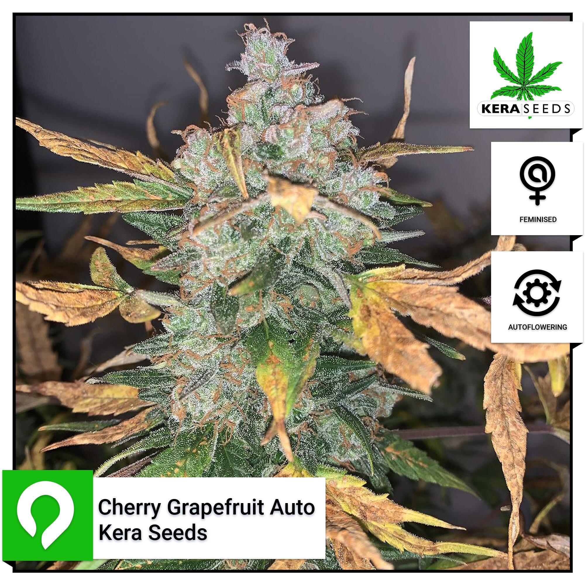 Cherry Grapefruit Auto Kera Seeds Feminised Seeds Kazam Seeds