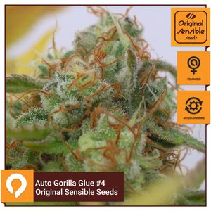 Gorilla Glue #4 Auto - Cannabis Seeds from Original Sensible