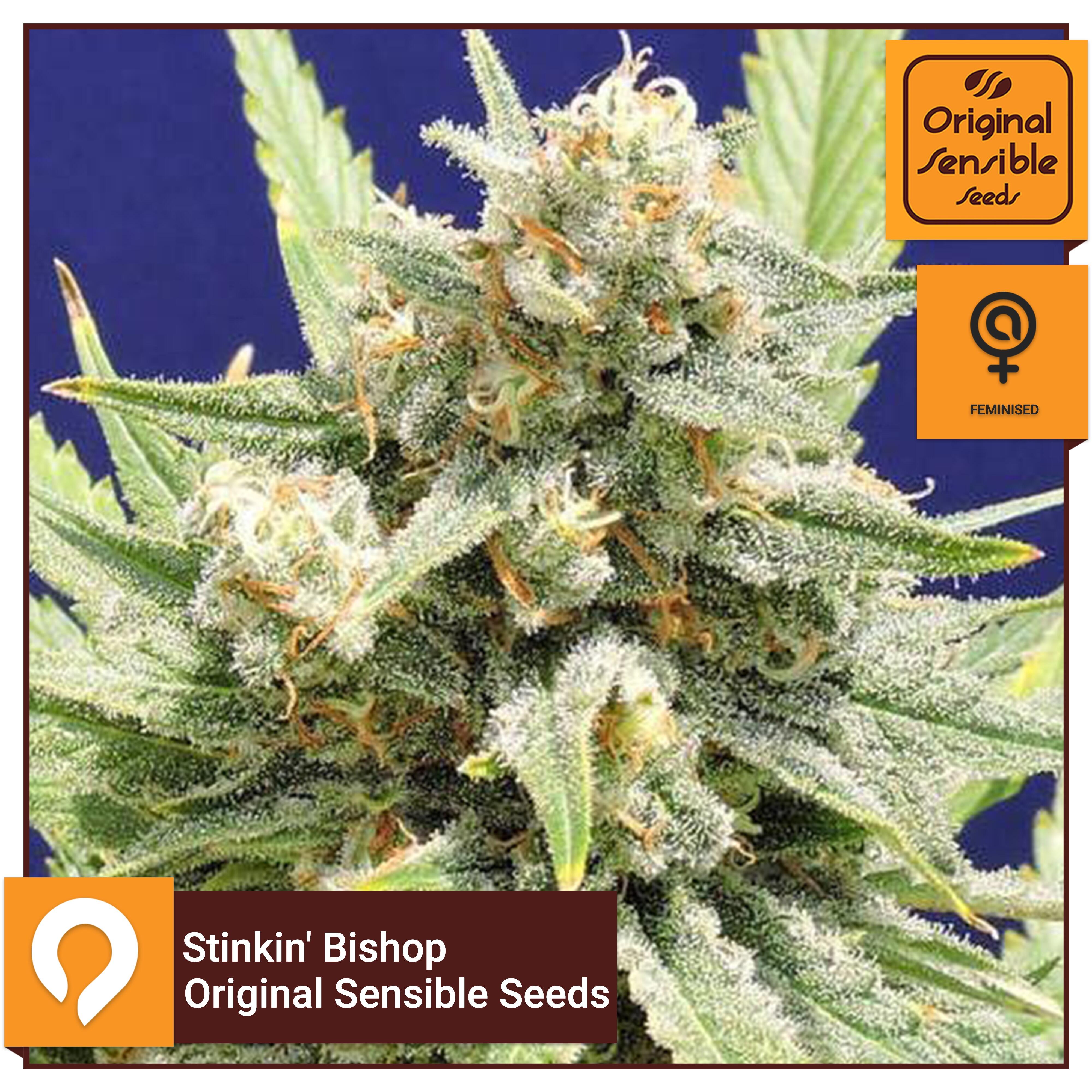 Stinkin' Bishop - Original Sensible Seeds - Feminised Seeds | Kazam Seeds