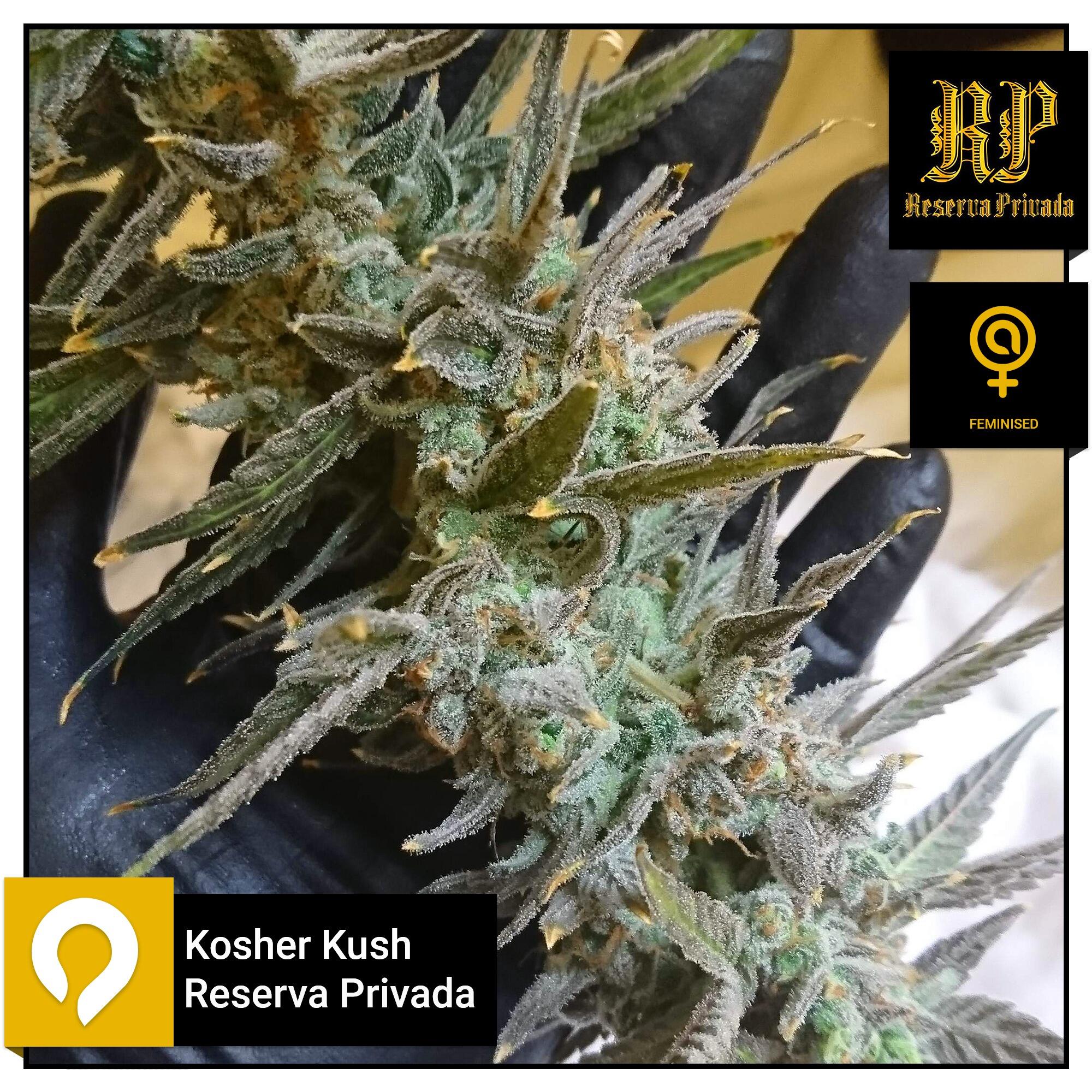 Kosher Kush Reserva Privada Feminised Seeds Kazam Seeds