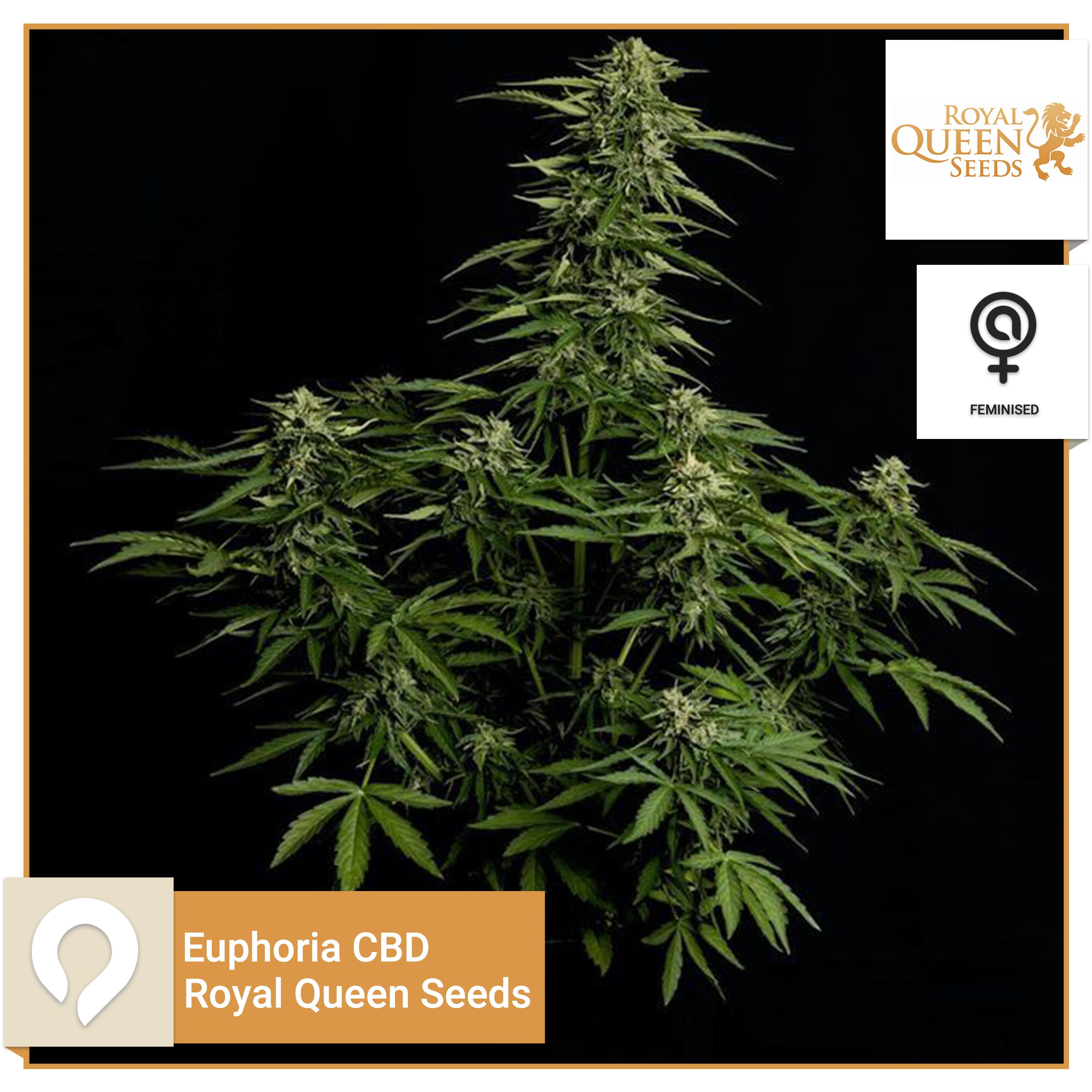 Euphoria CBD Royal Queen Seeds Feminised Seeds Kazam Seeds