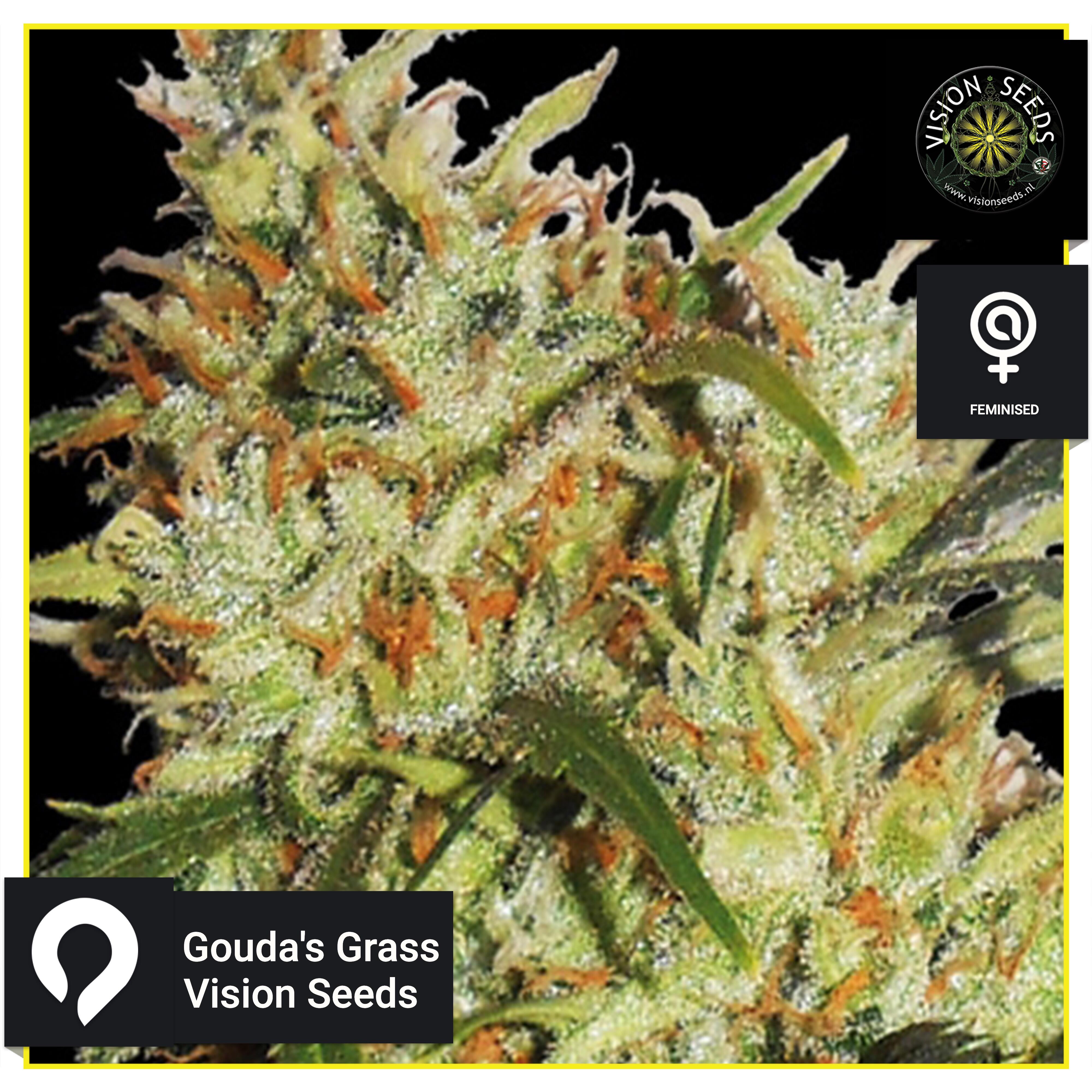 Goudas Grass Vision Seeds Feminised Seeds Kazam Seeds