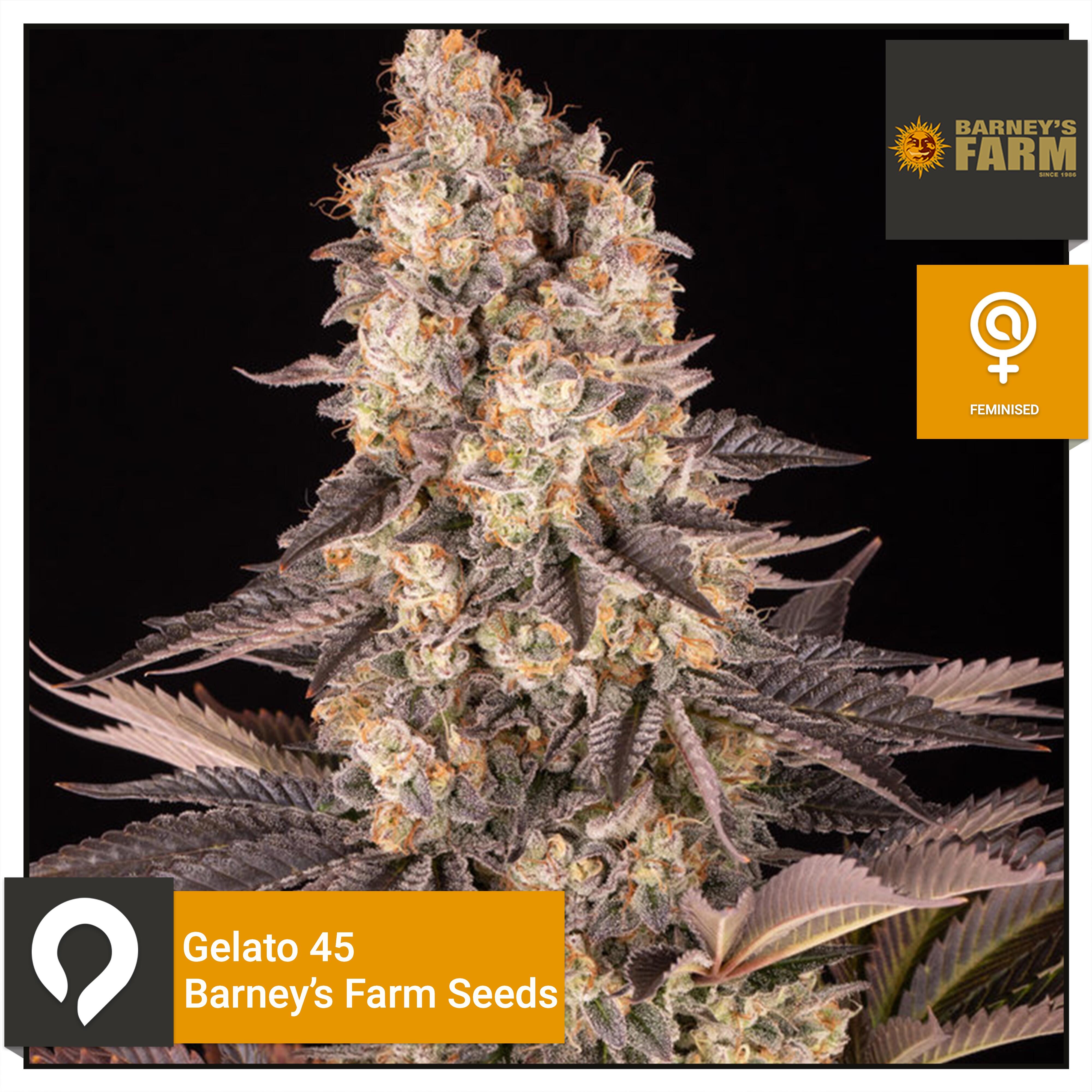 Gelato 45 - Barneys Farm Seeds - Feminised Seeds | Kazam Seeds