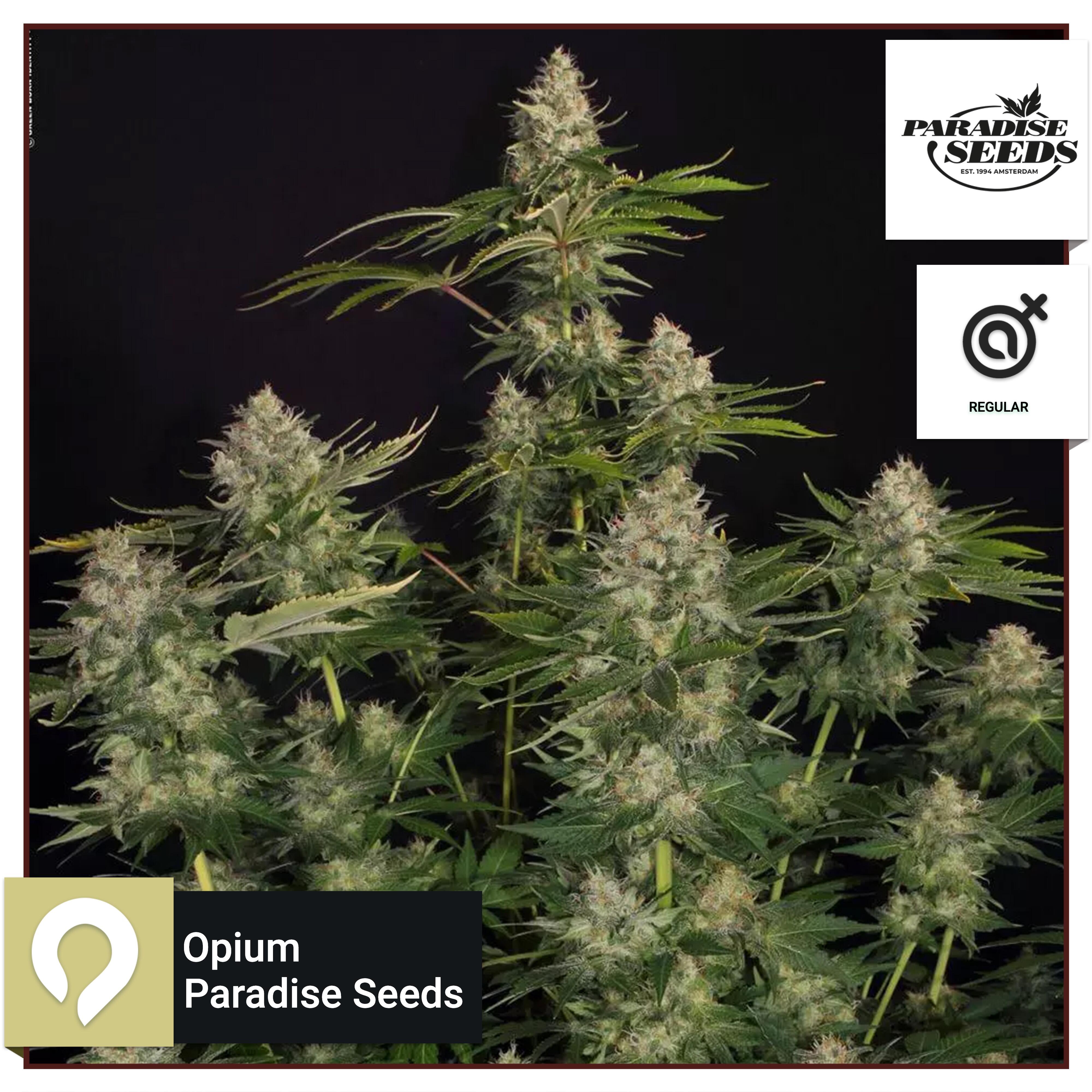 Opium - Paradise Seeds - Regular Seeds | Kazam Seeds