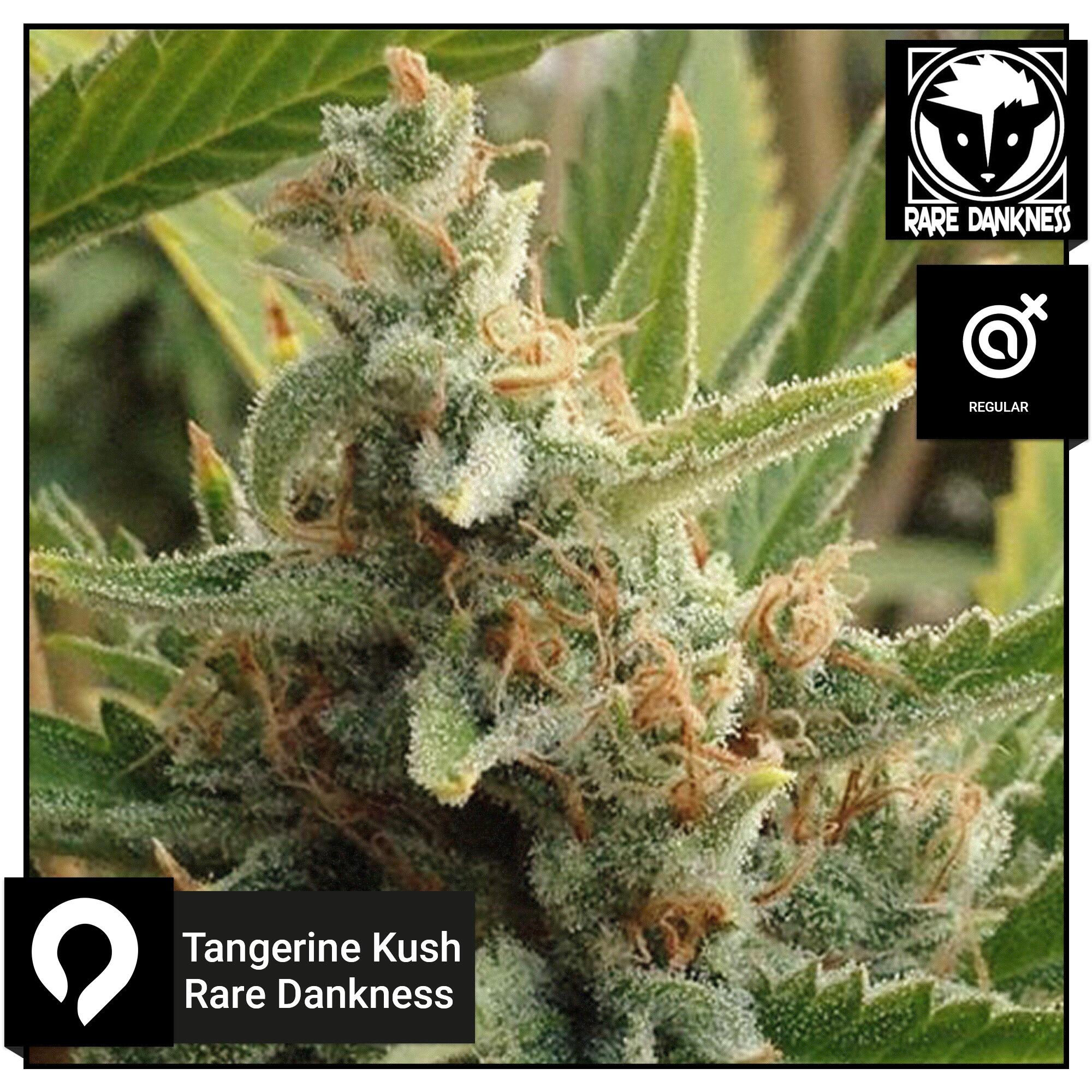 Tangerine Kush Rare Dankness Regular Seeds Kazam Seeds