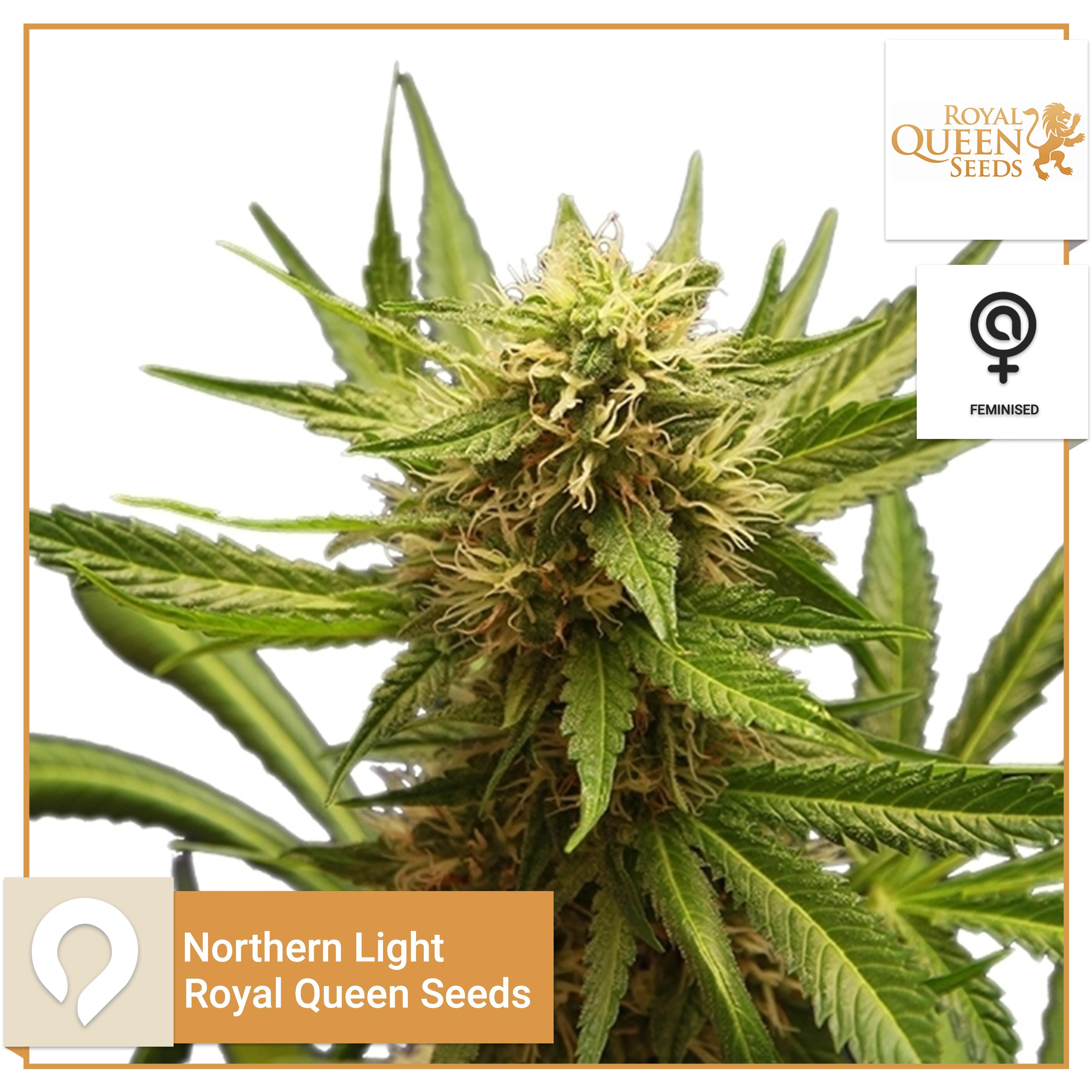 Northern Light Royal Queen Seeds Feminised Seeds Kazam Seeds