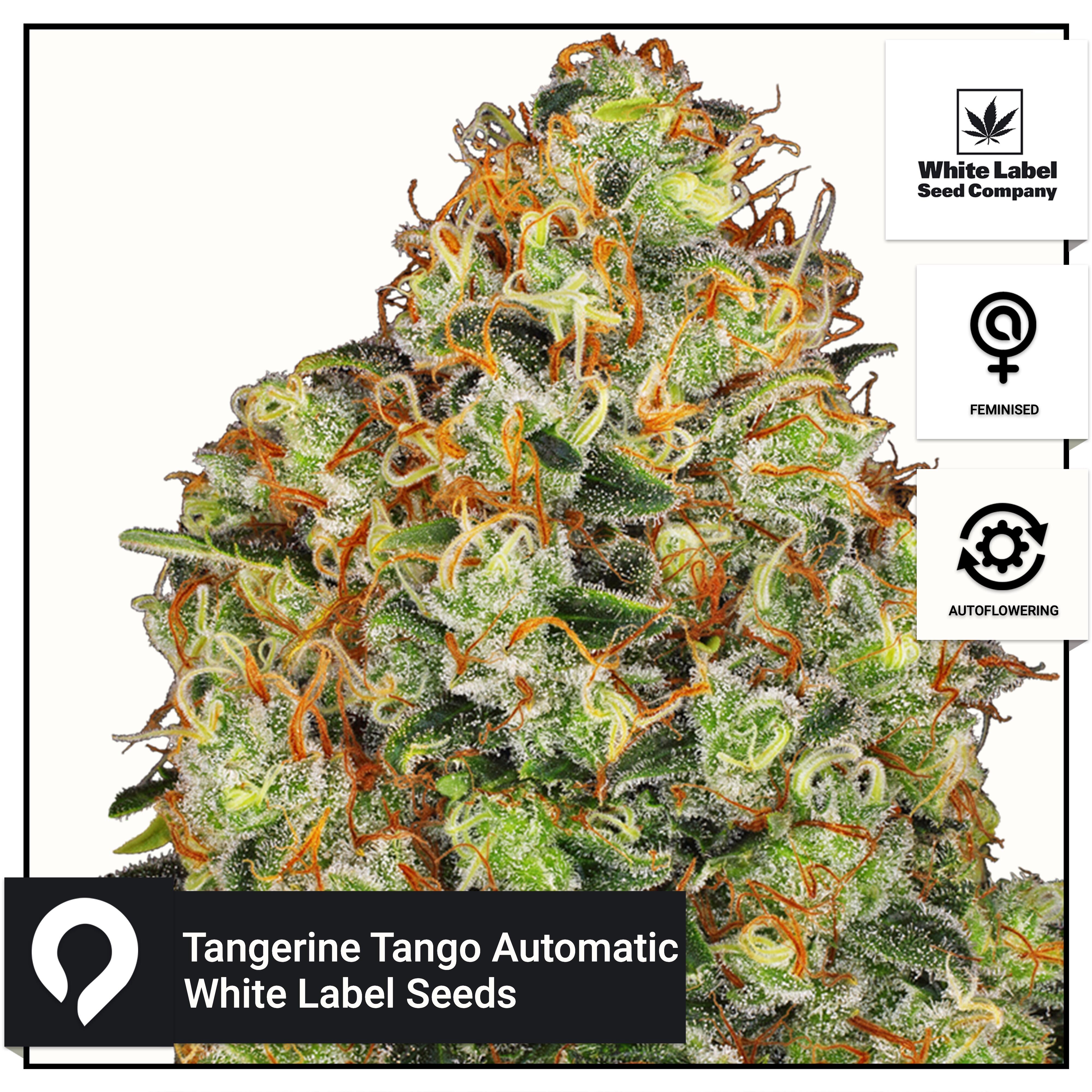Sweet Tangerine Tango Automatic White Label Seeds Feminised Seeds