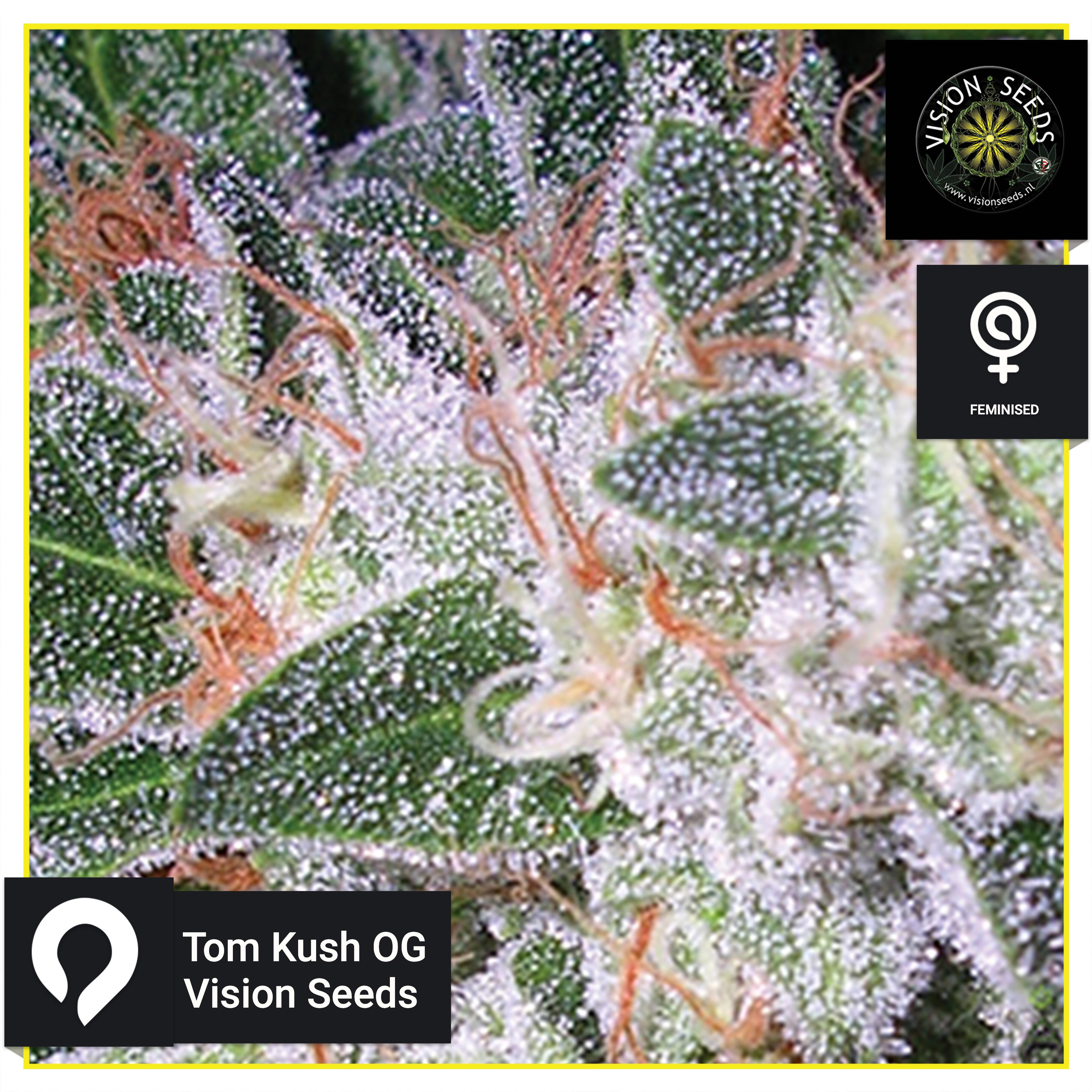 Tom Kush Og Vision Seeds Feminised Seeds Kazam Seeds