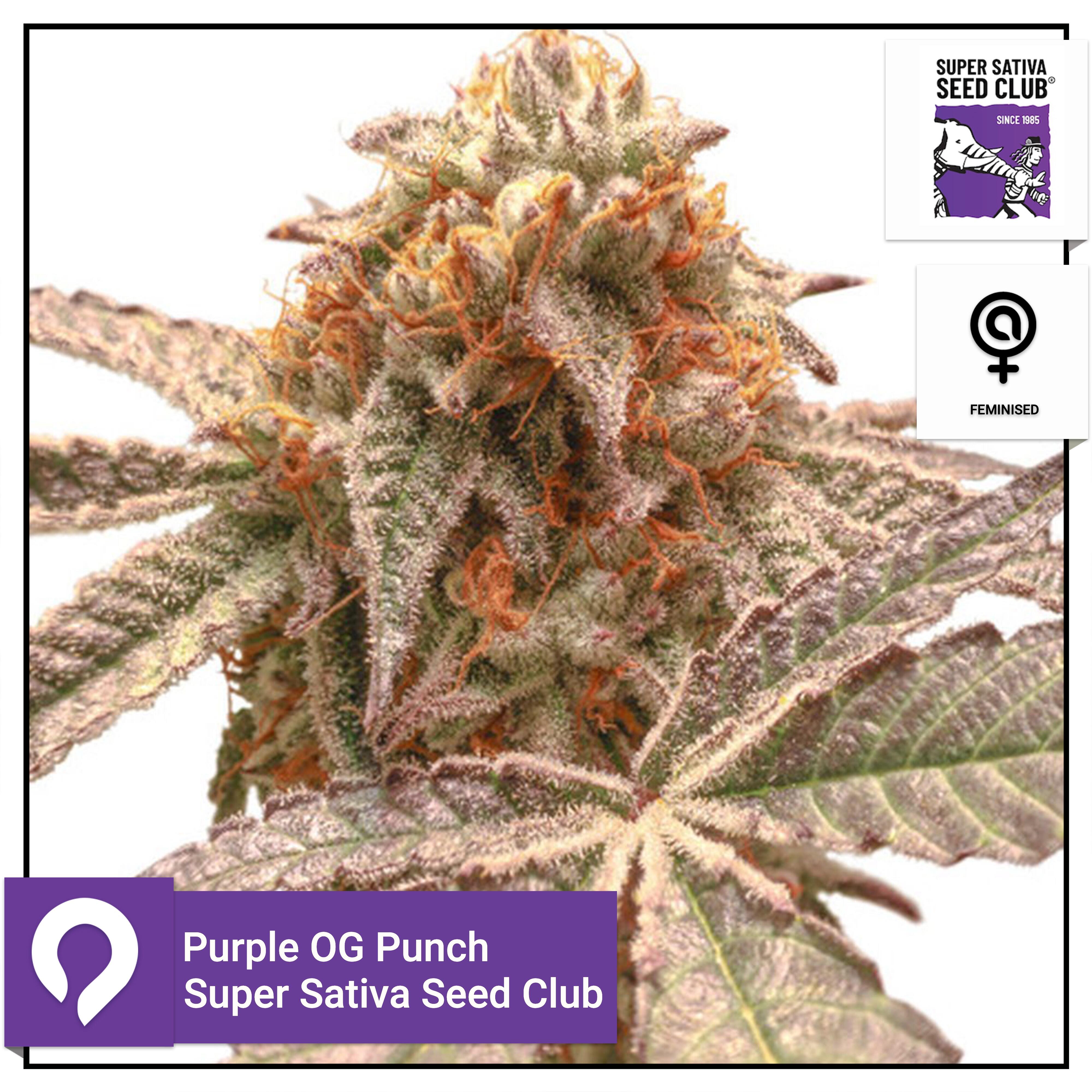 Purple Og Punch Super Sativa Seed Club Feminised Seeds Kazam Seeds