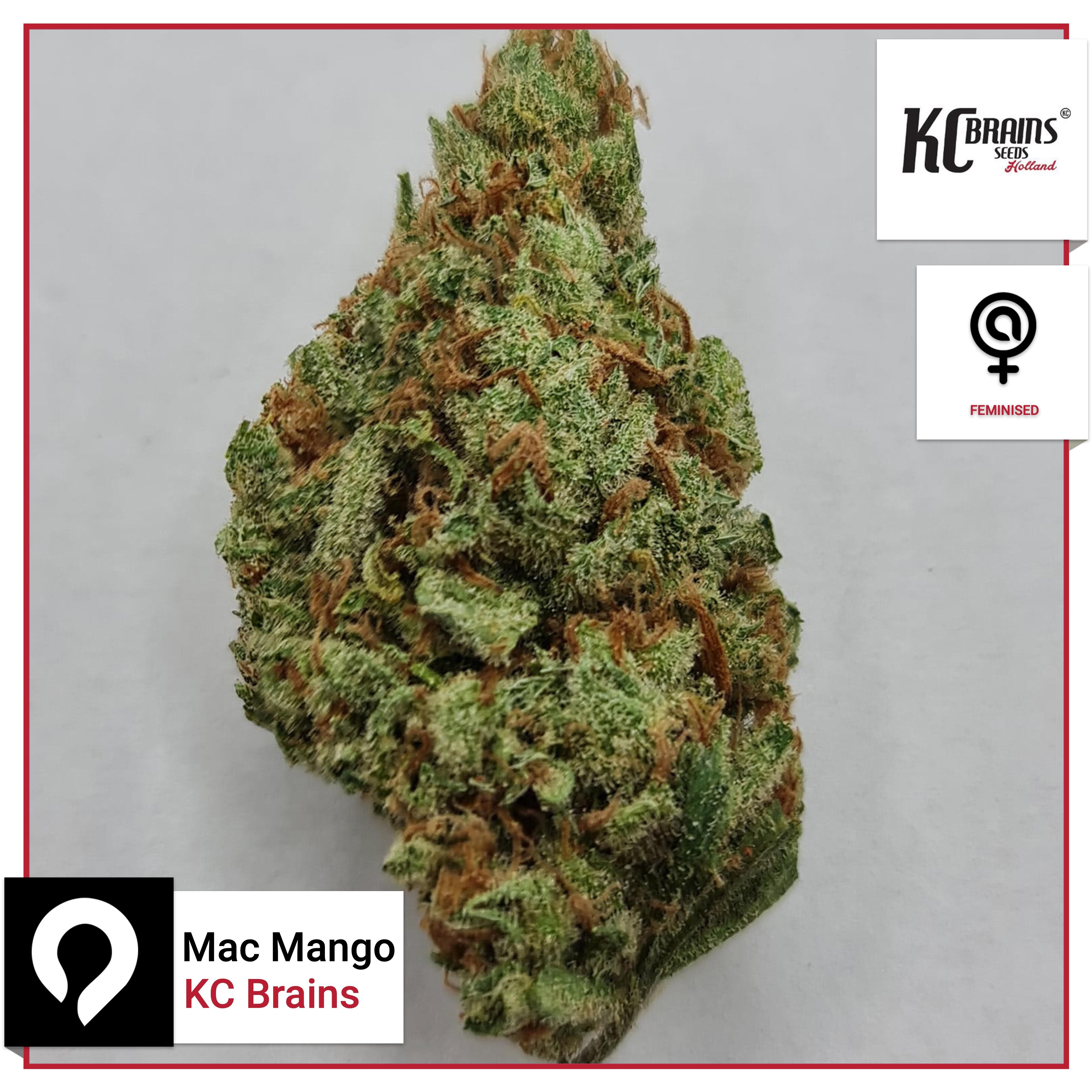 Mac Mango Kc Brains Feminised Seeds Kazam Seeds