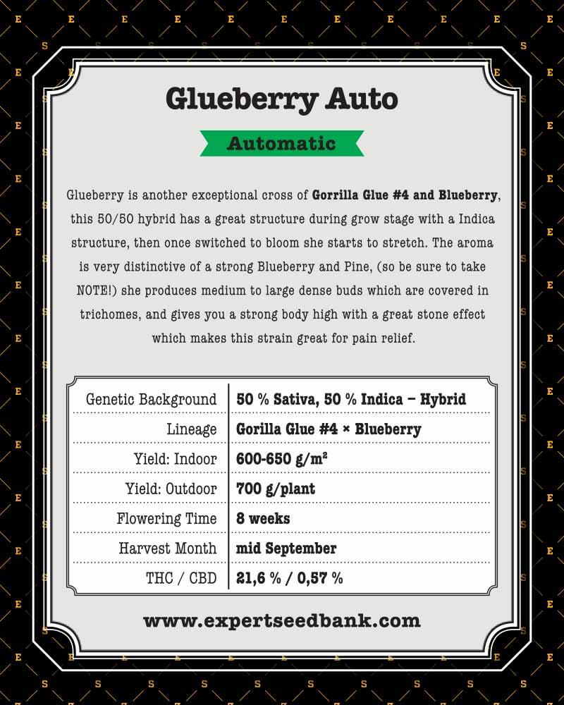 Blueberry Glue Auto