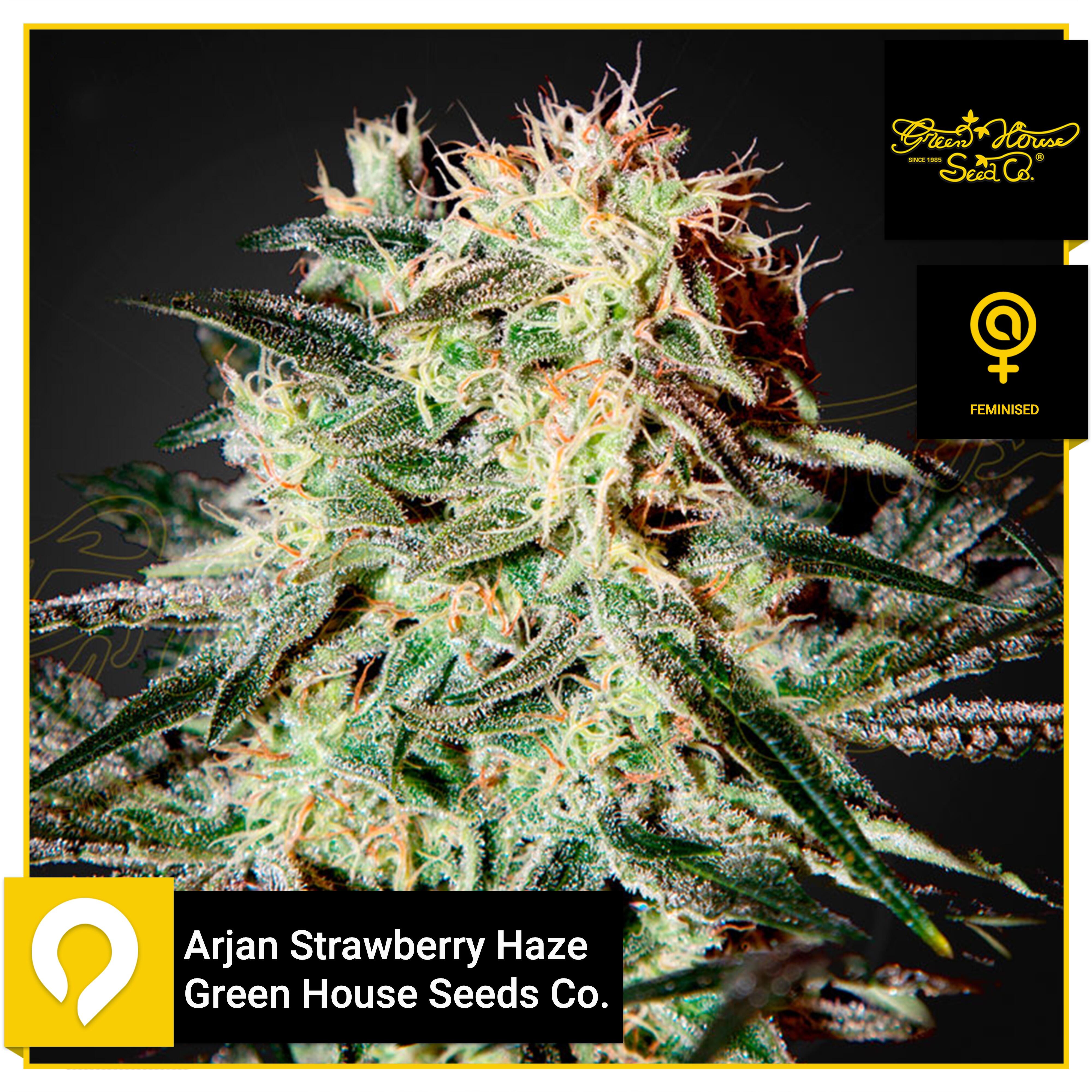 Arjan Strawberry Haze Green House Seeds Co. Feminised Seeds Kazam