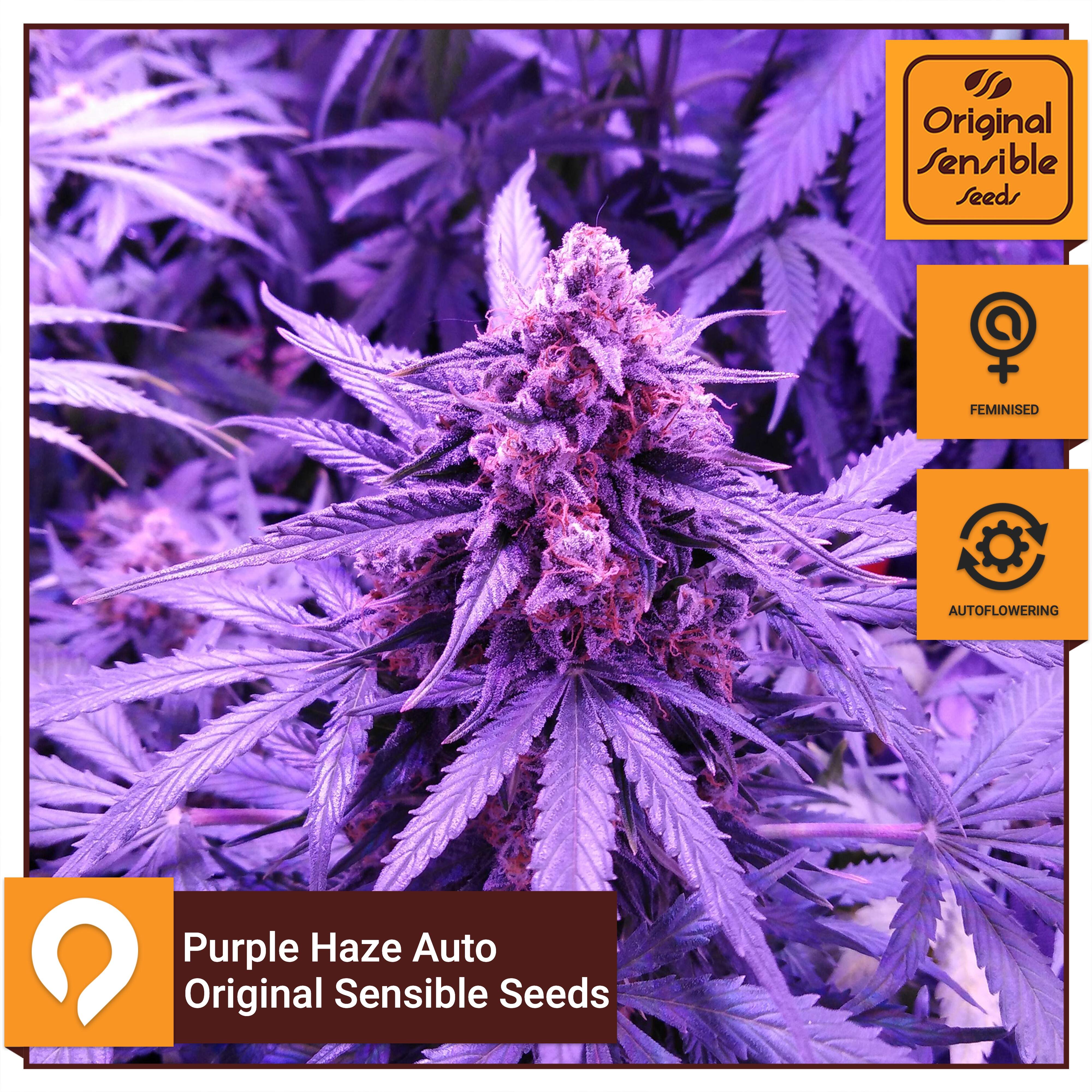 Purple Haze Auto Original Sensible Seeds Feminised Seeds Kazam Seeds