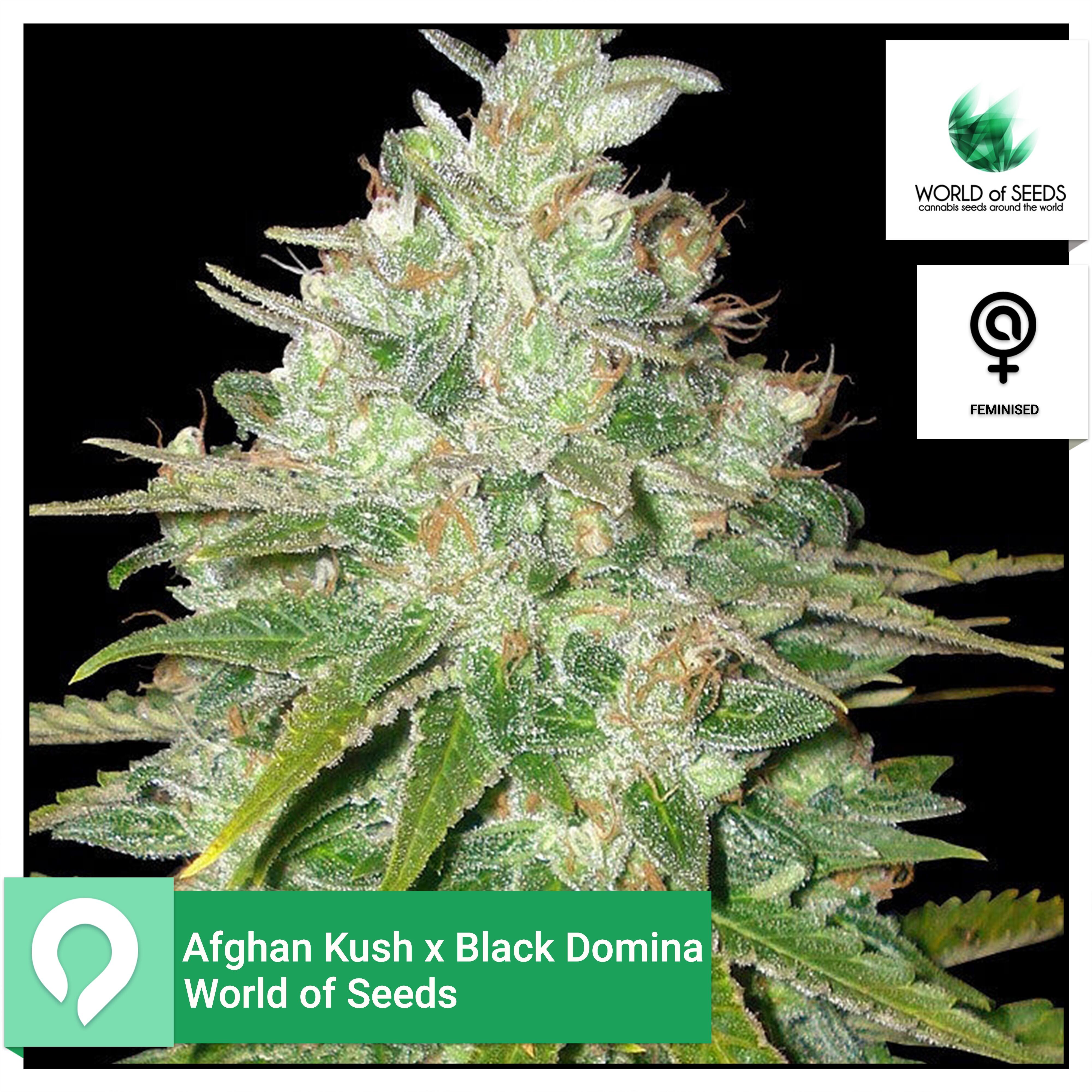 Afghan Kush X Black Domina World Of Seeds Feminised Seeds Kazam Seeds