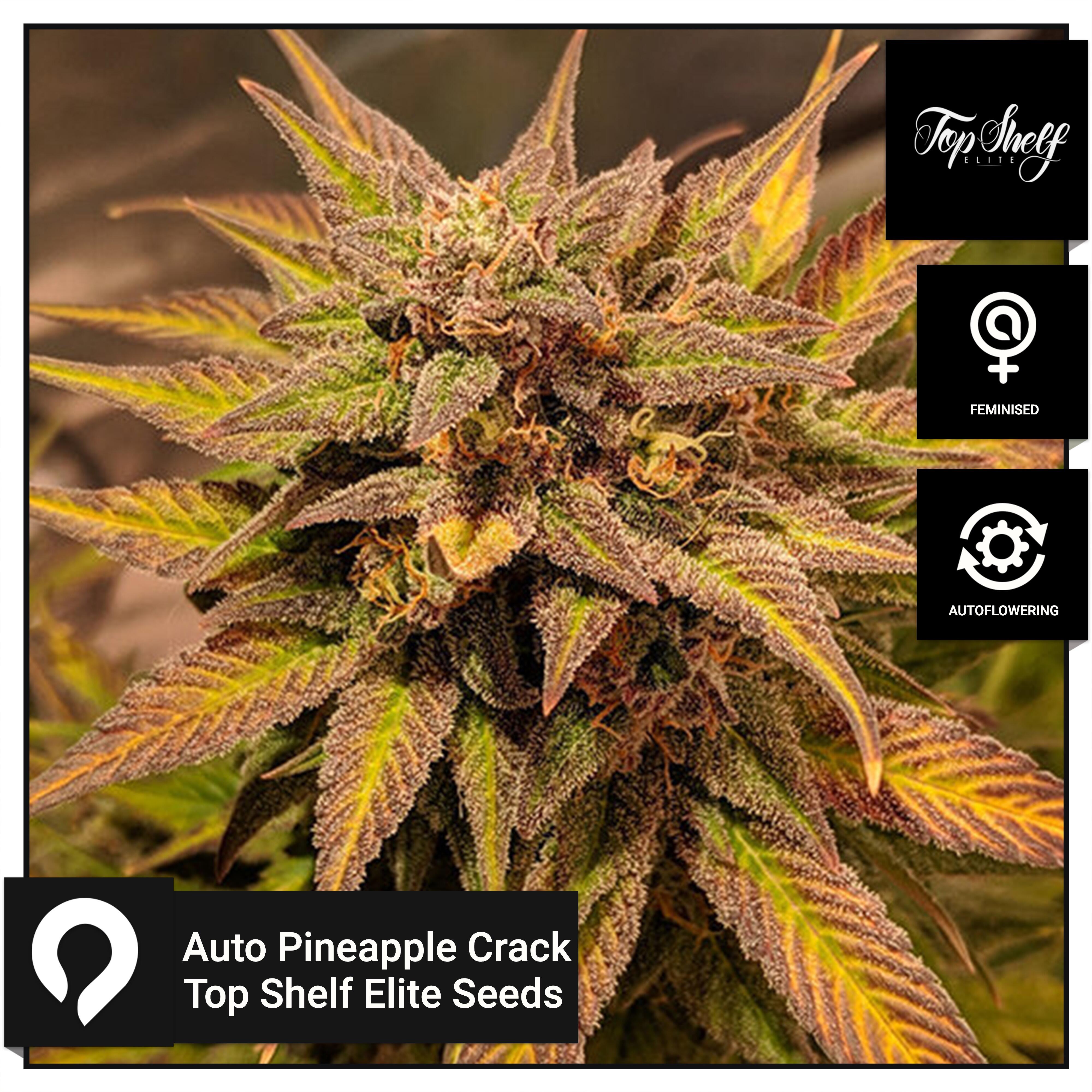 Auto Pineapple Crack Top Shelf Elite Seeds Feminised Seeds Kazam