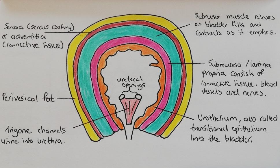 Layers of the Bladder and What Can Go Wrong