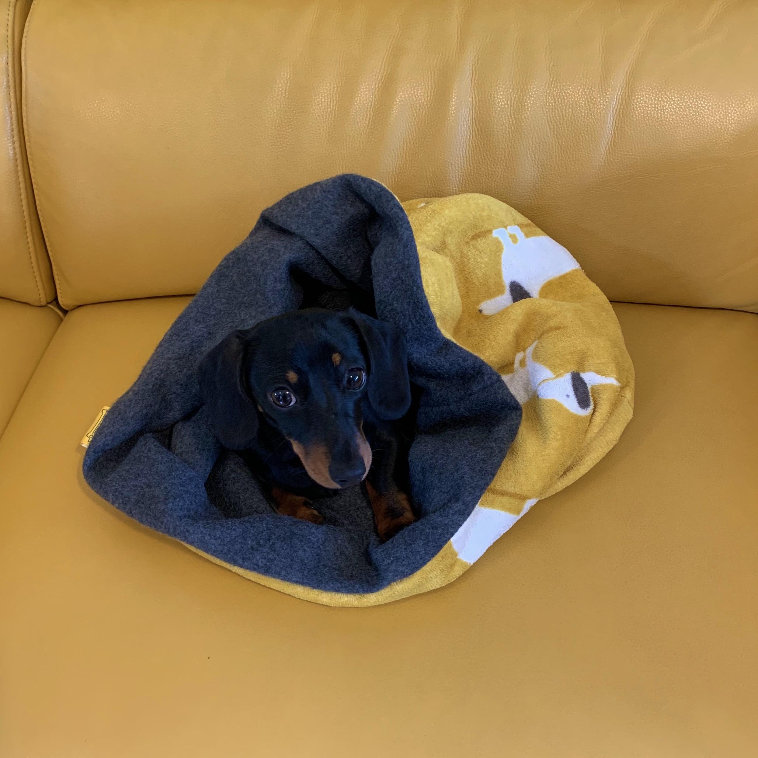 Dachshund shop snuggle sack