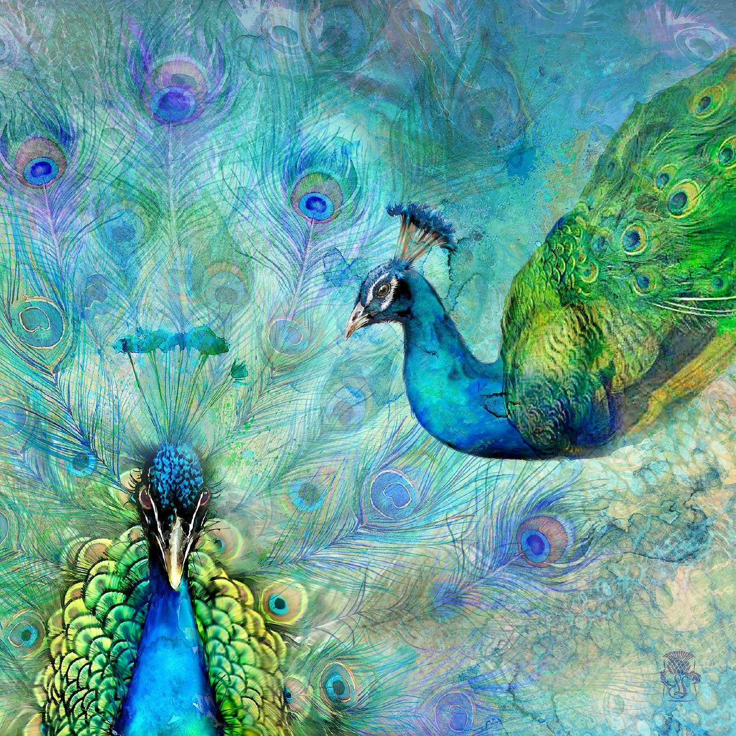 Peacocks by artist Lee Scammacca