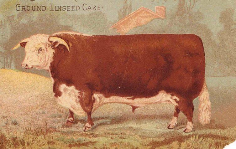 flaxseed linseed oil cake 1kg multipurpose usage | eBay