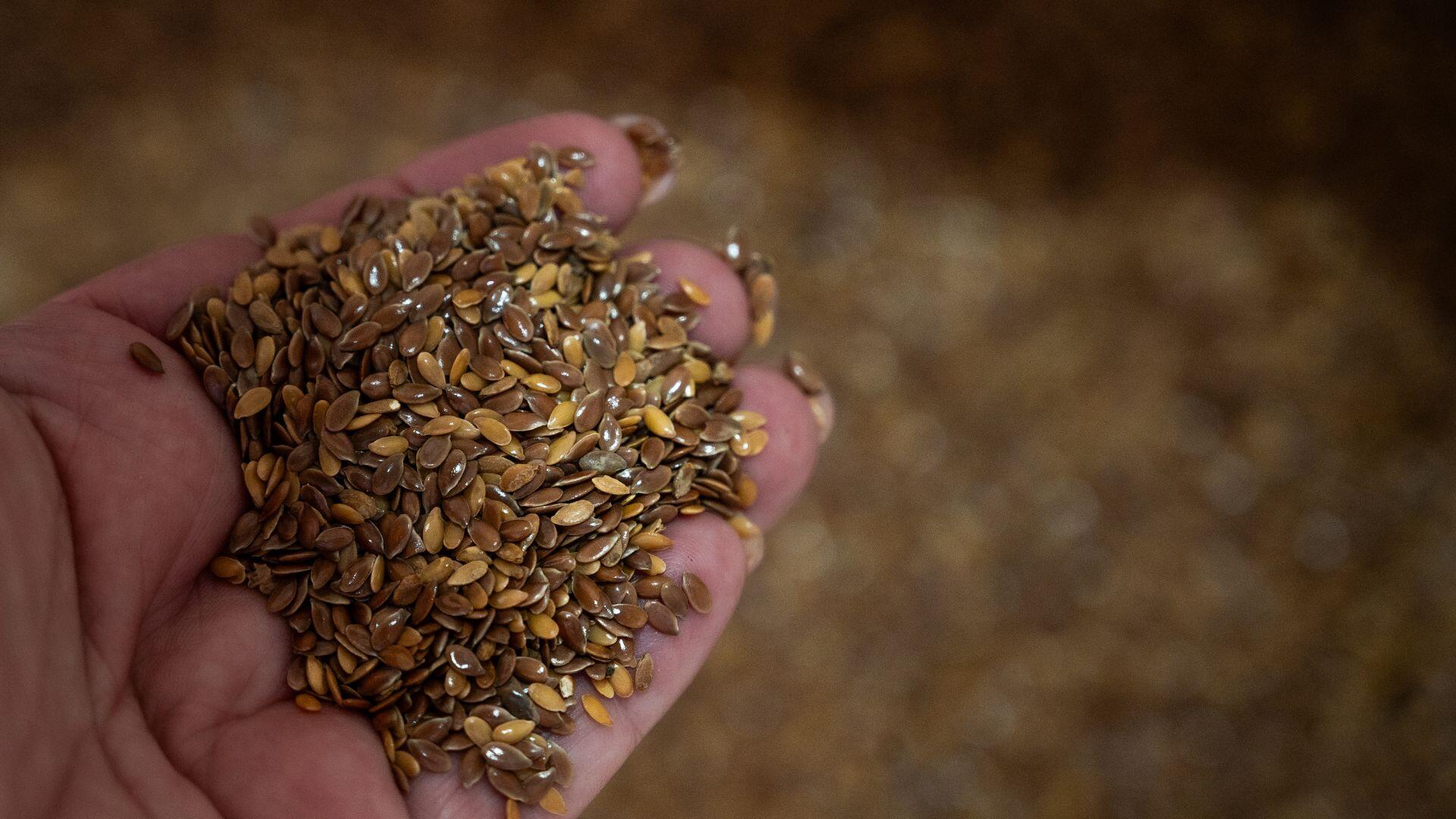 A selection of whole linseed in a woman's hand.