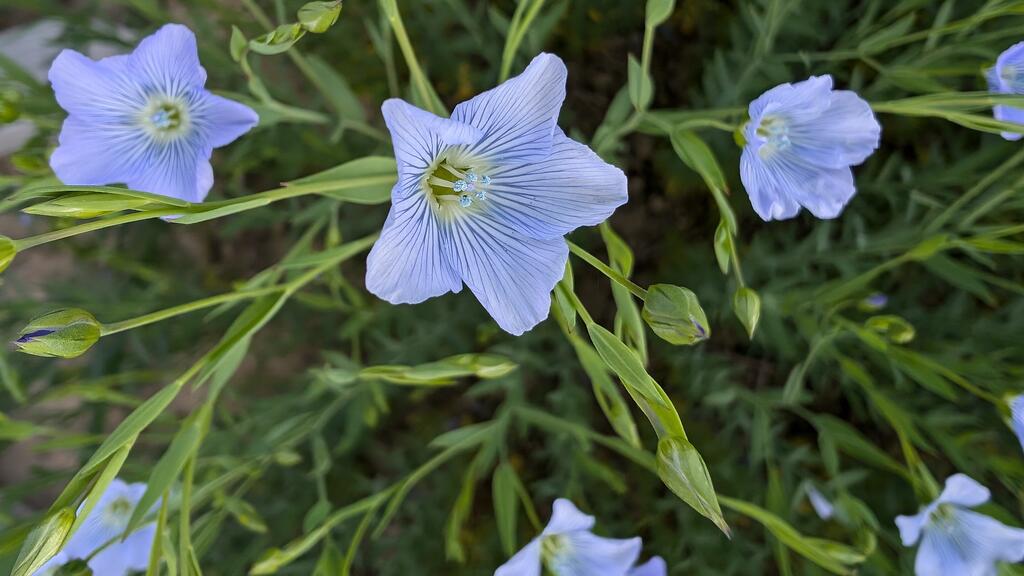 Linseed (Flaxseed) Oil and Cholesterol: A Natural Way to Support Heart ...