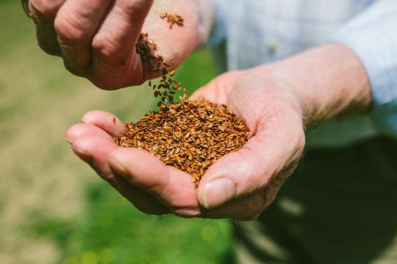 What's the difference between Linseed & Flax, A detailed explanation from  our Linseed Farmer Durwin Banks., By The Linseed Farm - Linseed & Flaxseed  Specialist