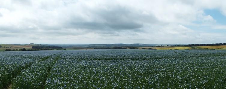 Harvesting Linseed and Flax – Linseed, Cold-pressed oil