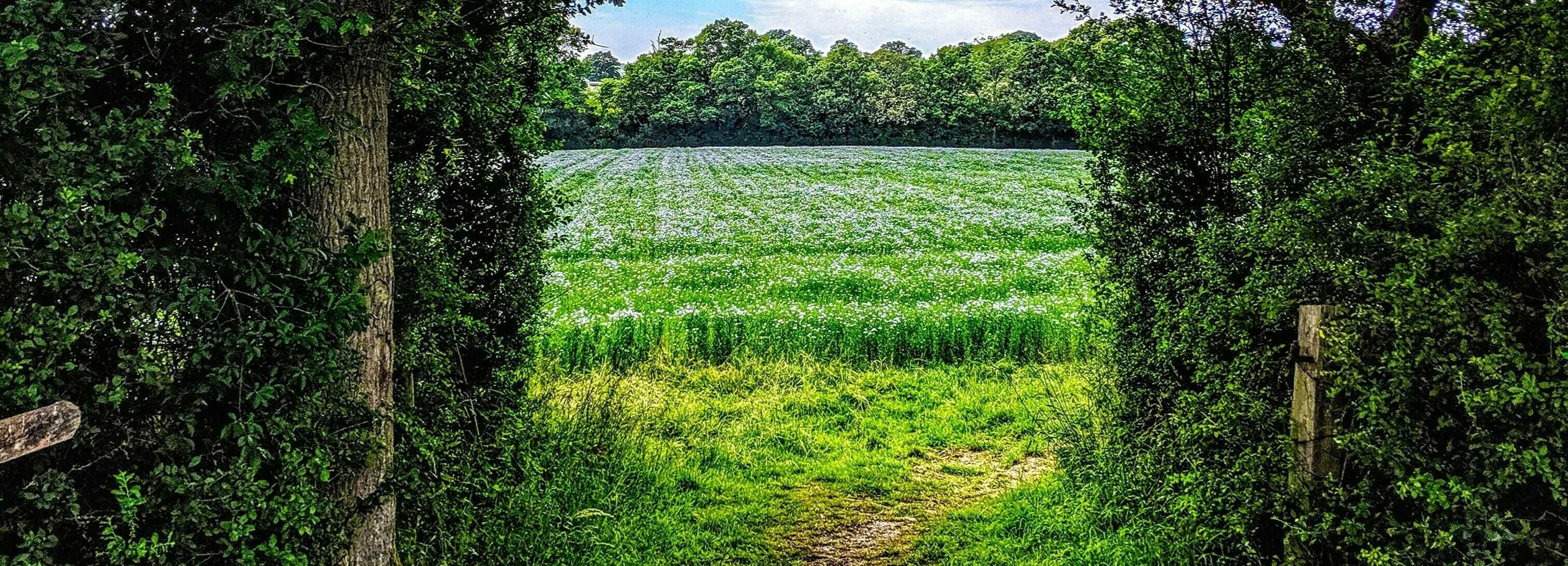 A field full of linseed to help illustrate the natural ingredients used in the Linseed Farm's products.