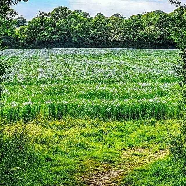 A field full of linseed to help illustrate the natural ingredients used in the Linseed Farm's products.