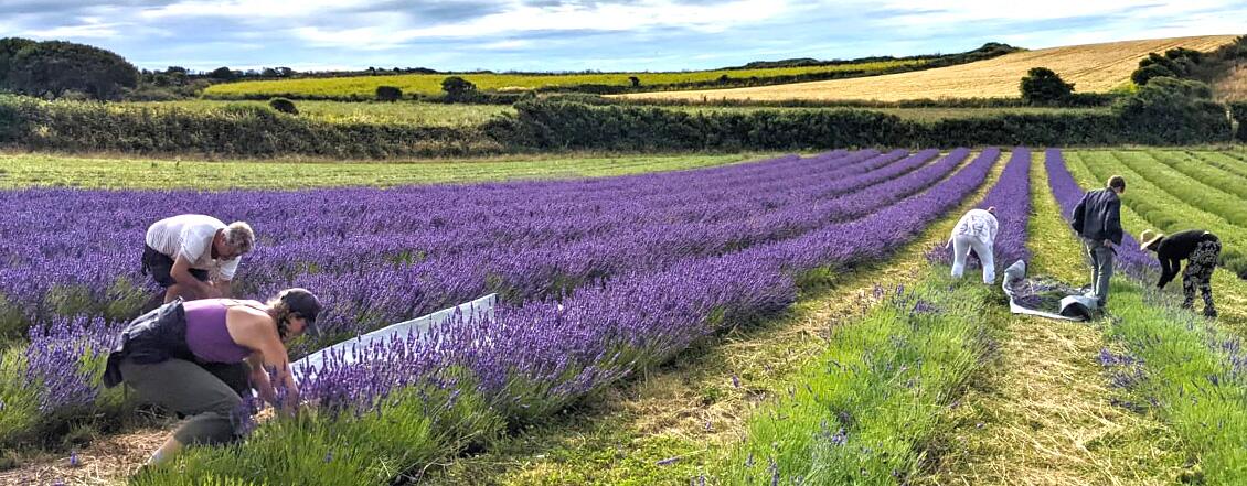 Doterra Lavender Field