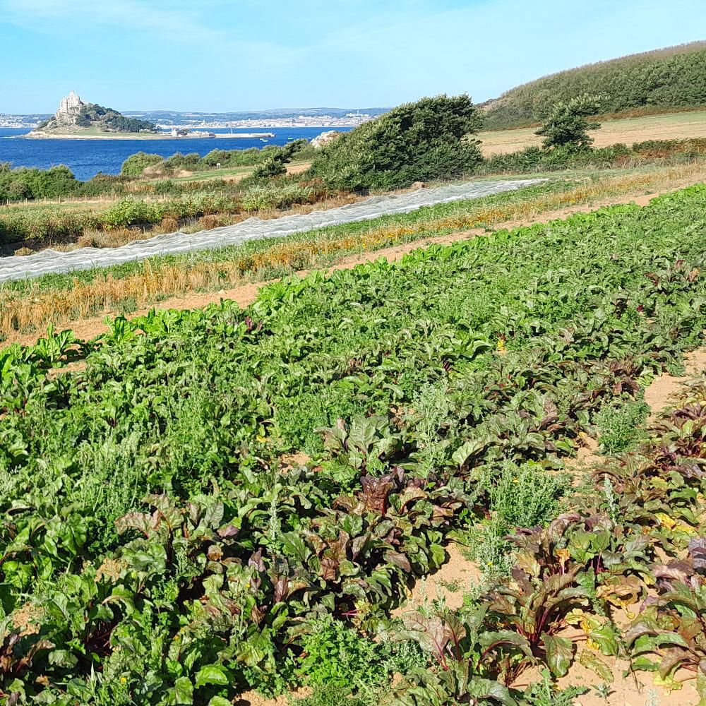 Organically grown vegetables by the Cornish coast