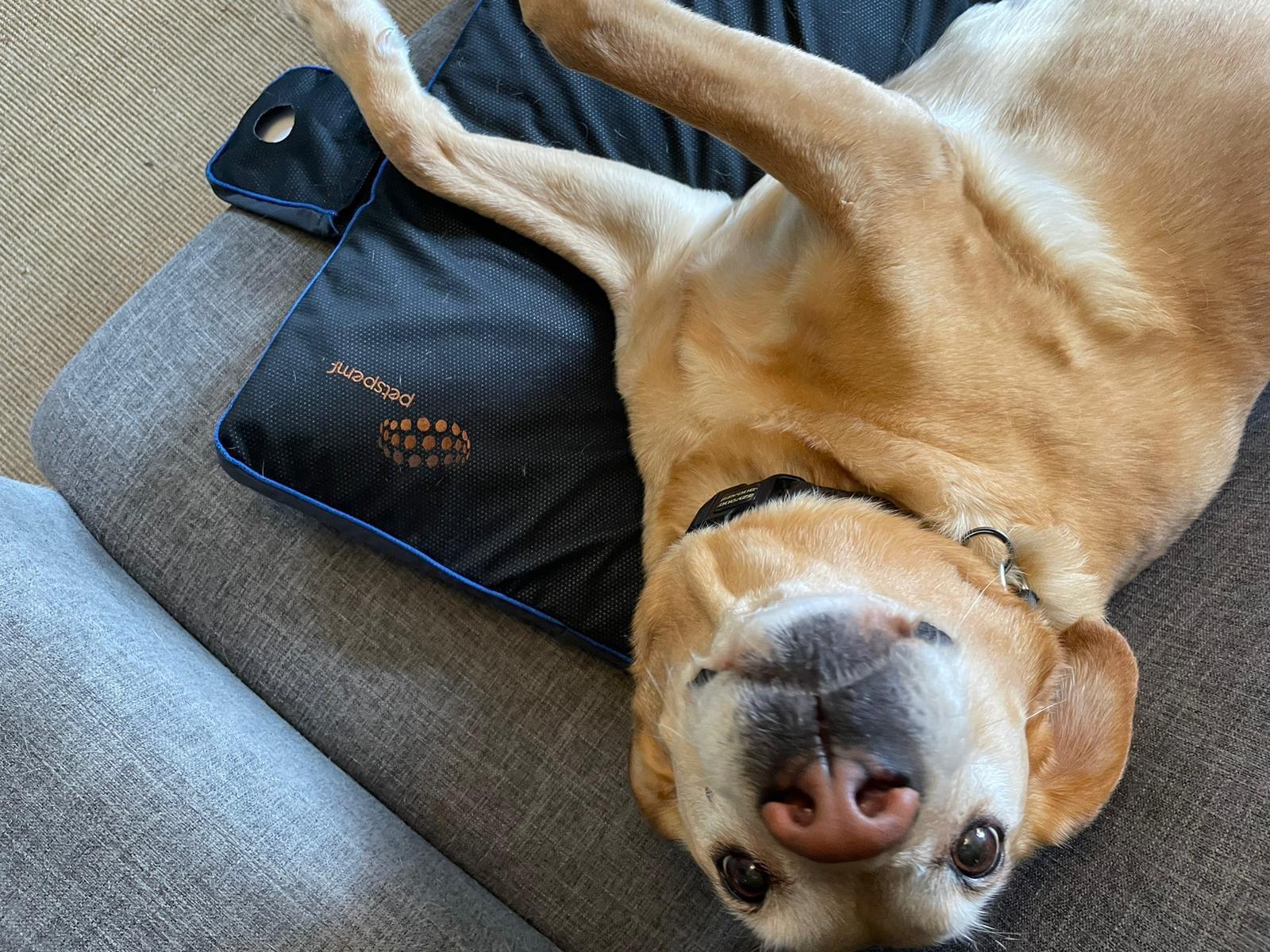 Home PEMF Mat For Dogs