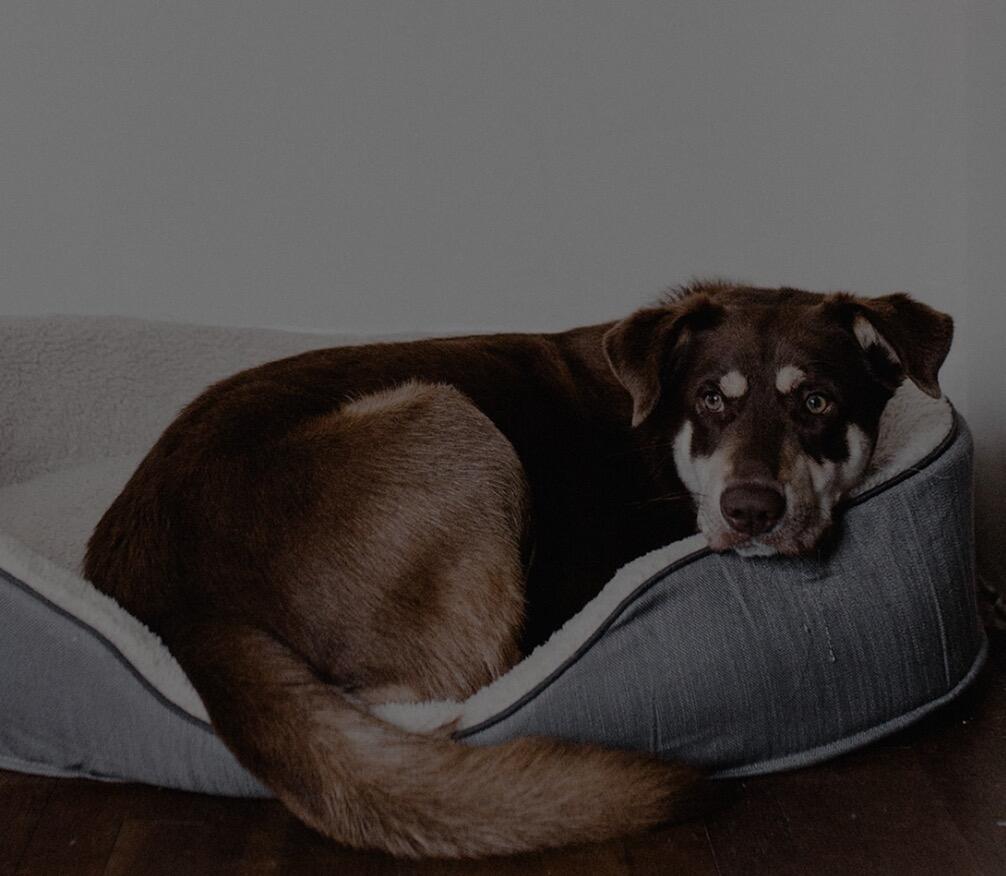 Image showcasing Canine Anxiety 101: Everything You Need to Know