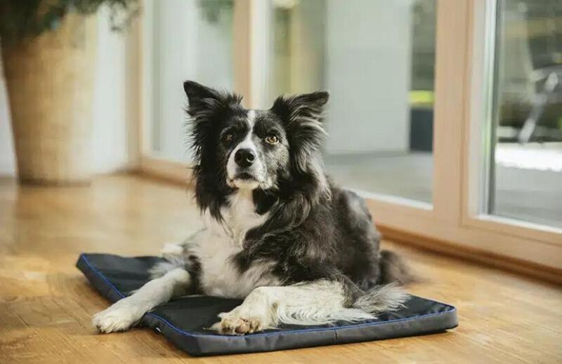 The UK Home of PetsPemf Proven PEMF Therapy Mats For Dogs and Cats