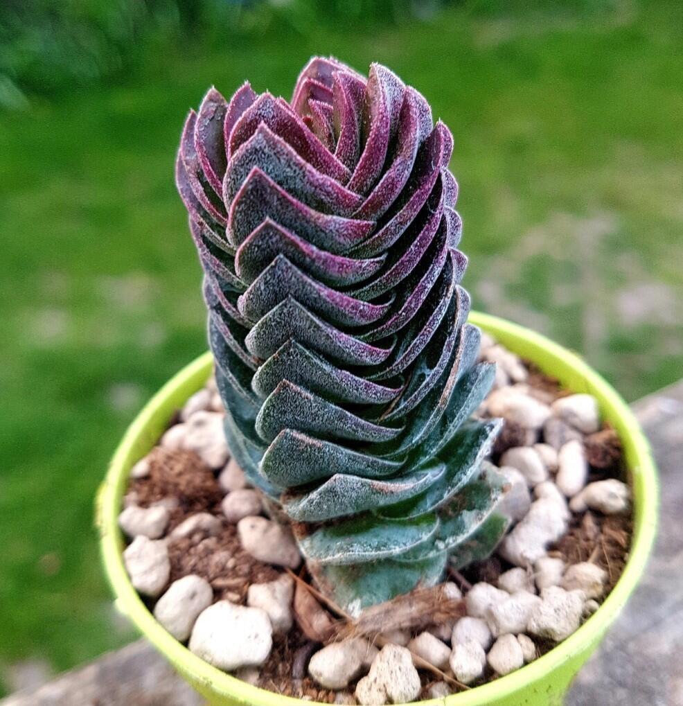 lady finger succulent Buy Crassula Ovata Ladyfingers