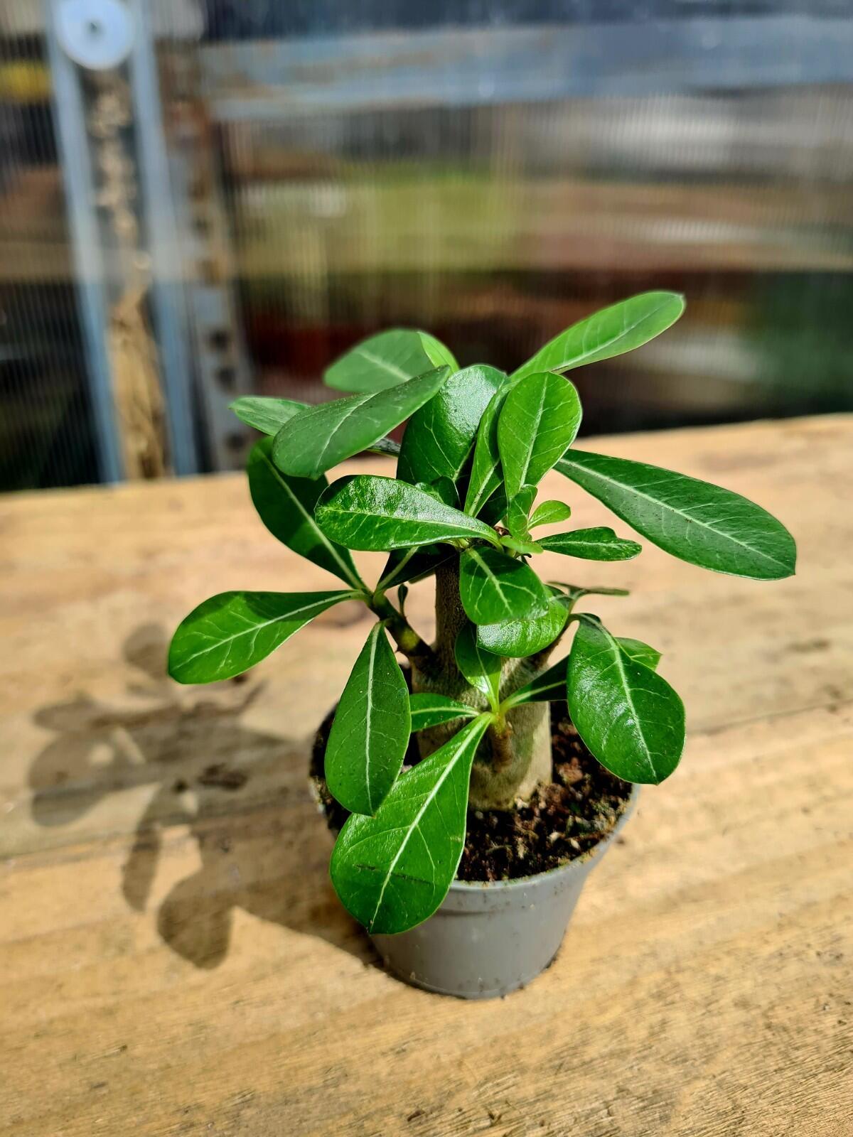 Adenium Obesum Desert Rose | Caudex plant in 6cm pot