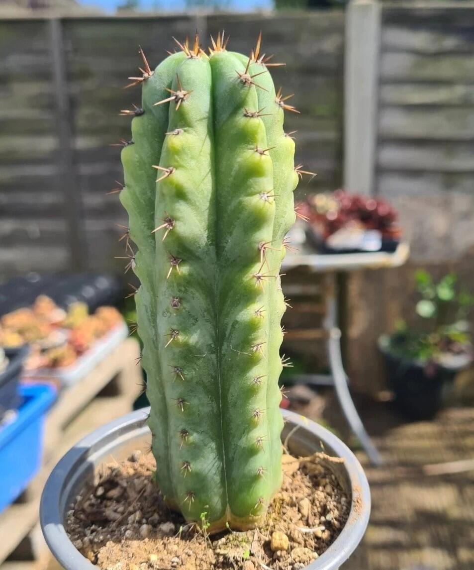 Trichocereus Pachanoi