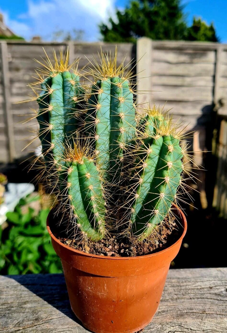 Pilosocereus Pachycladus Azureus | The Blue Torch Cactus
