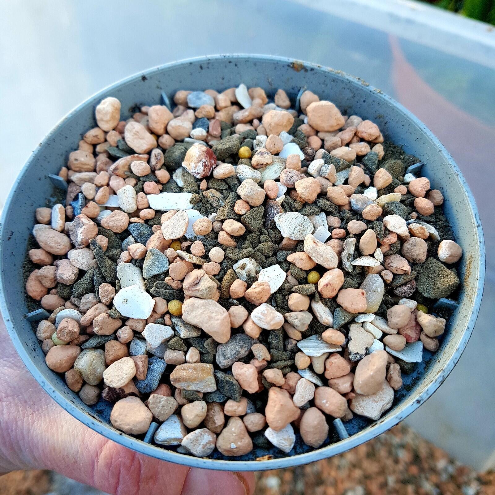 Cacti and succulents soil - specialist substrate potting mix | UK Delivery