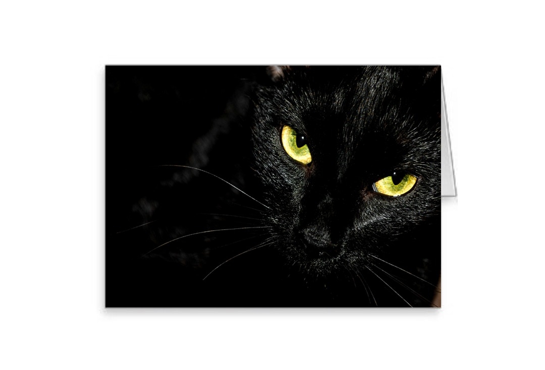 Black Cat Greeting Card