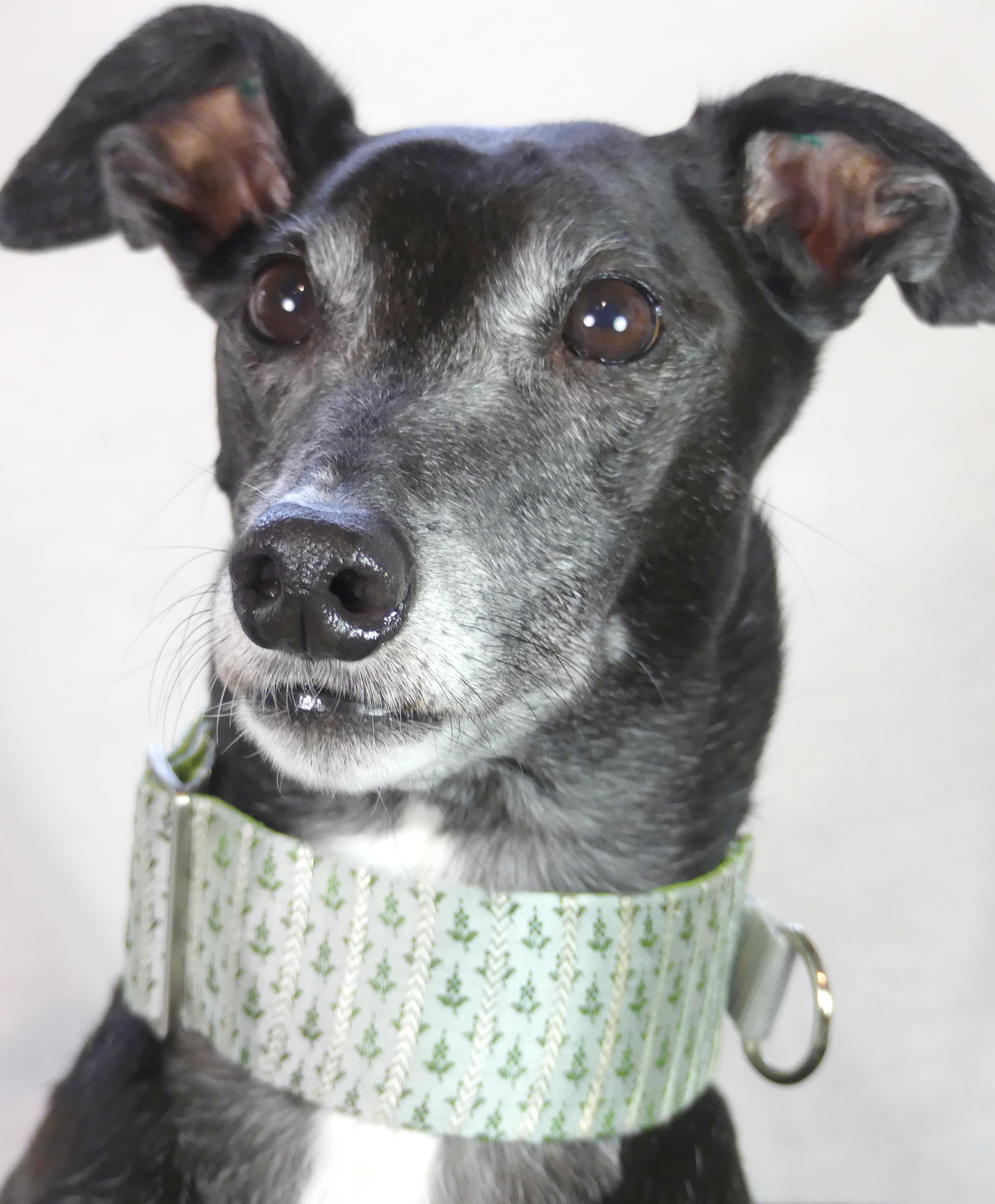 Greyhound in Sari martingale collar