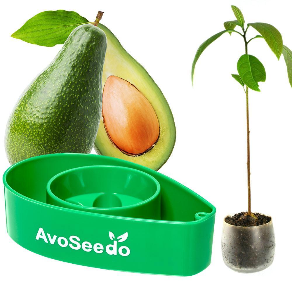 Avoseedo (Green) Grow Your Own Avocado Tree. Only £9.99 | Uberstar UK