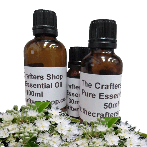 Lemon myrtle