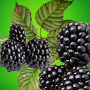 Blackberry jam fragrance oil