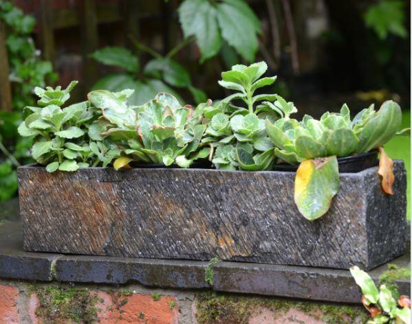 succulents in natural slate window box or small trough planters